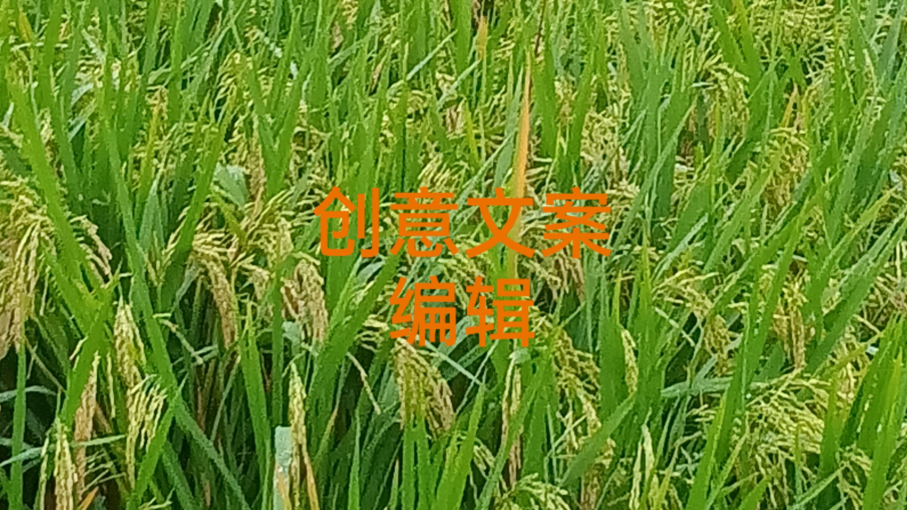 我可以创意文案编辑100-250字