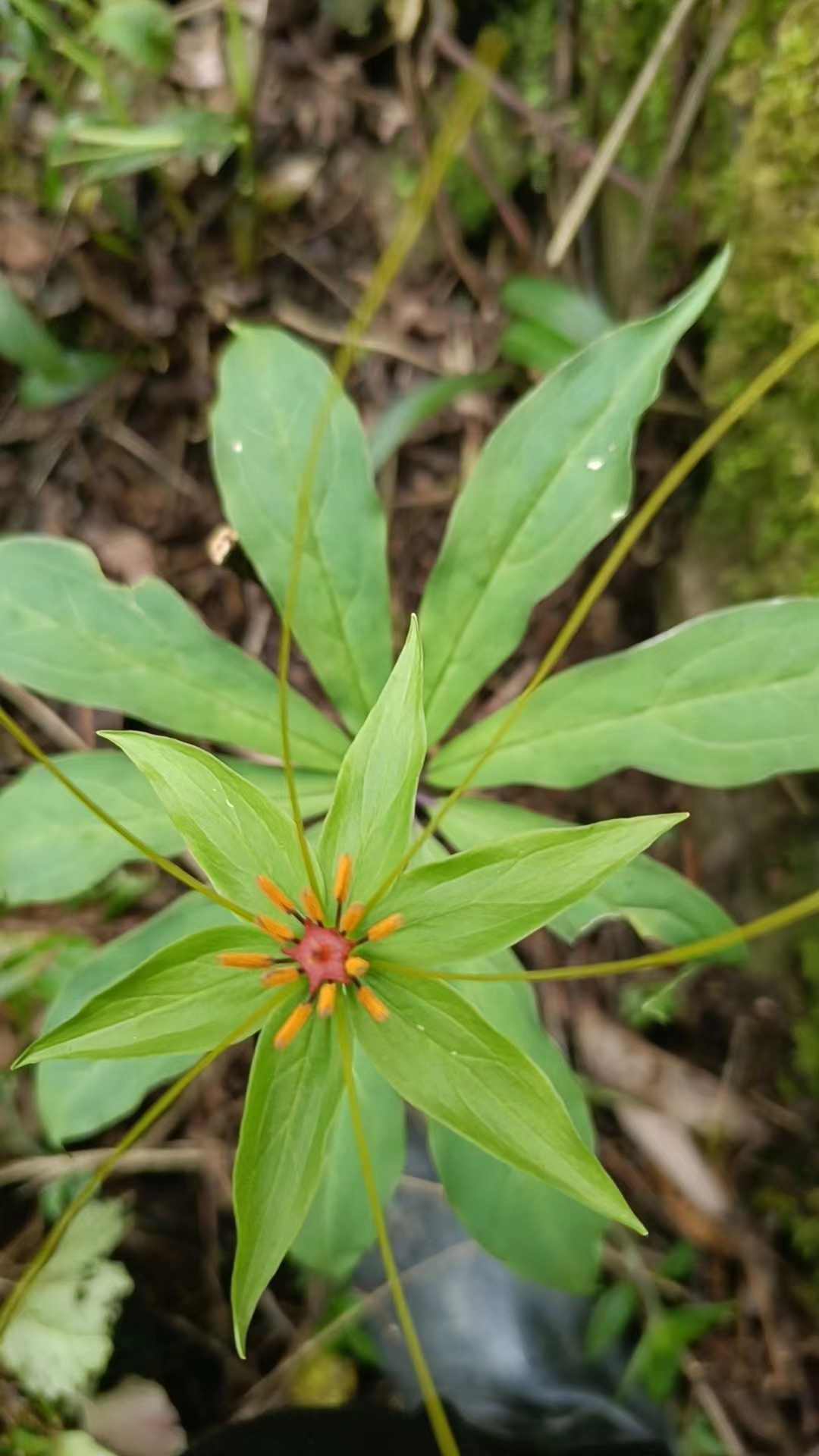 我可以帮你寻找100多种原生态中草药
