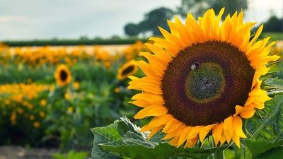 我可以完成一周的叫醒服务