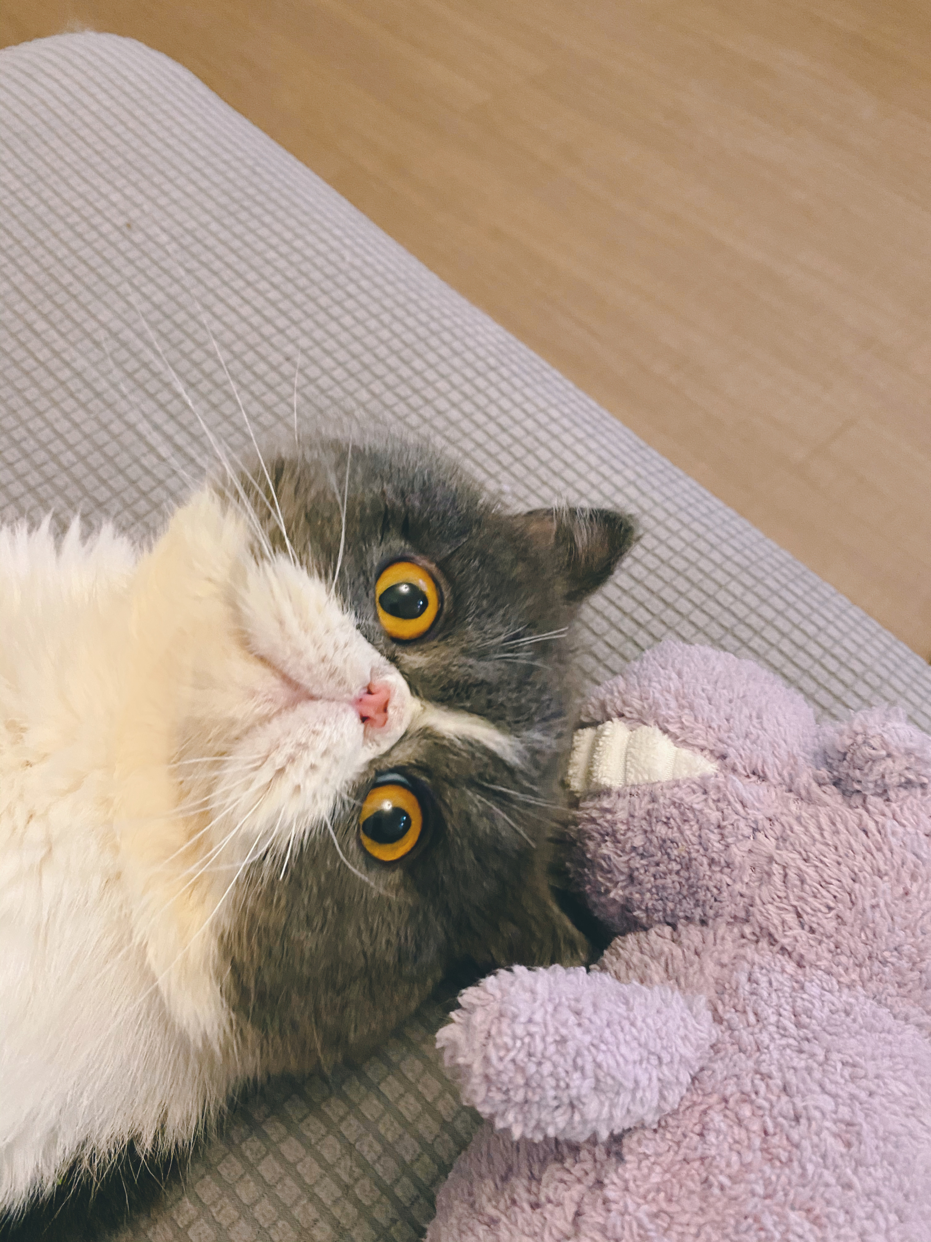 我可以帮你改正一只乱尿的猫咪