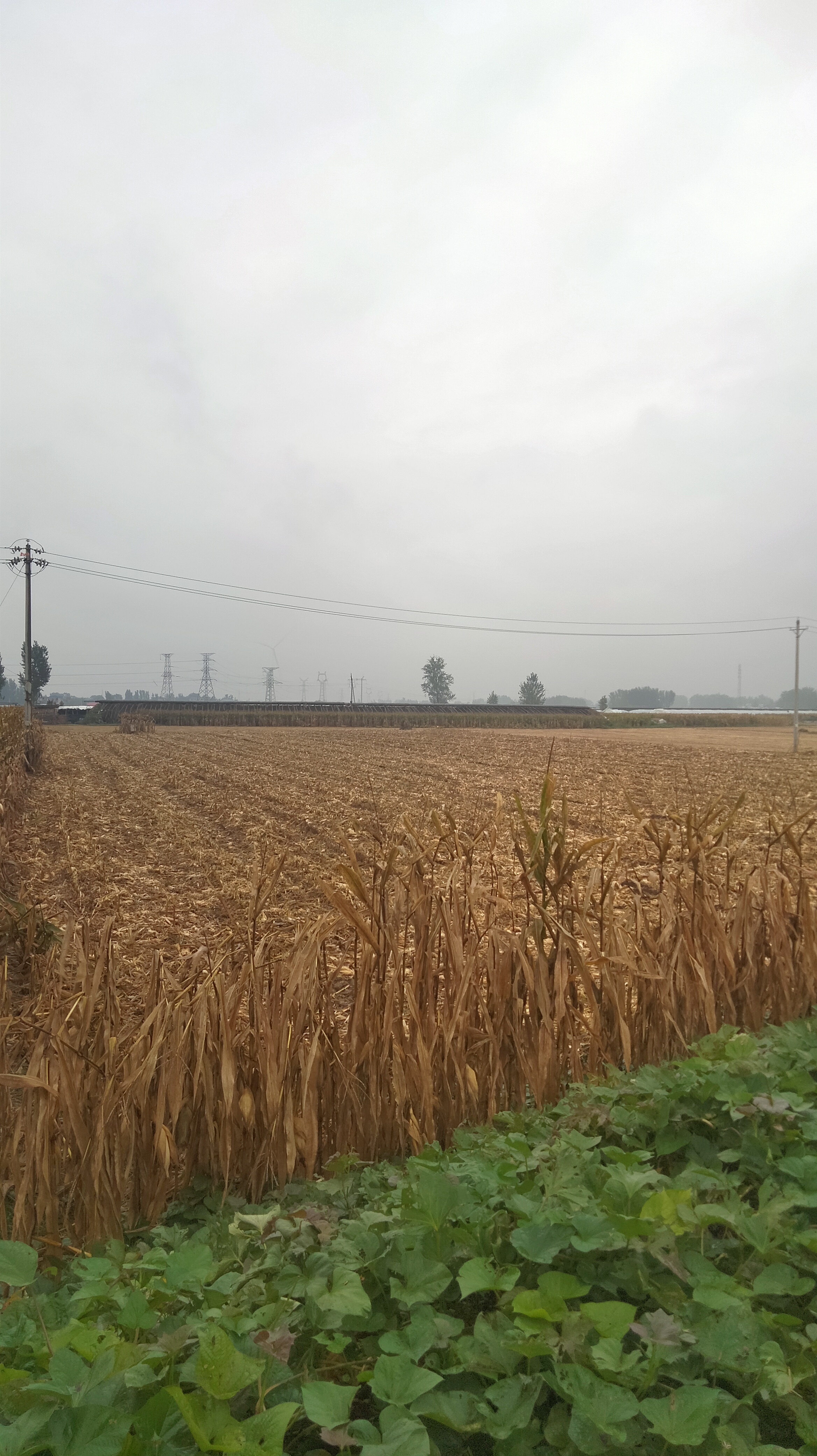 我可以田野风景图一张海报