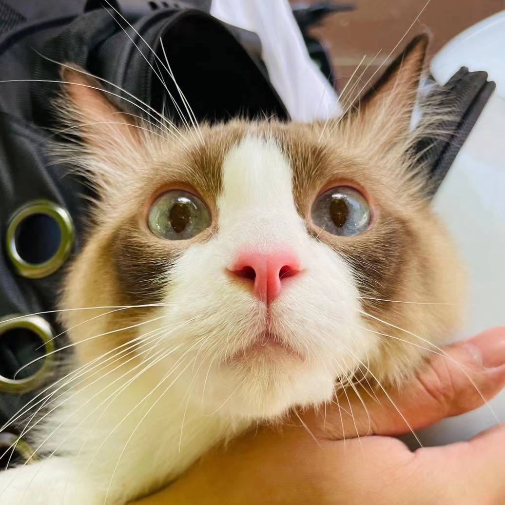 我可以完成一套ppt