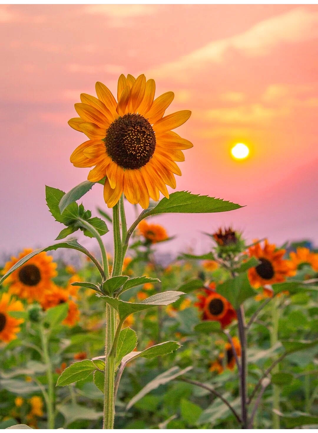 我可以英汉互译 500字文章准确真实场景化生活化