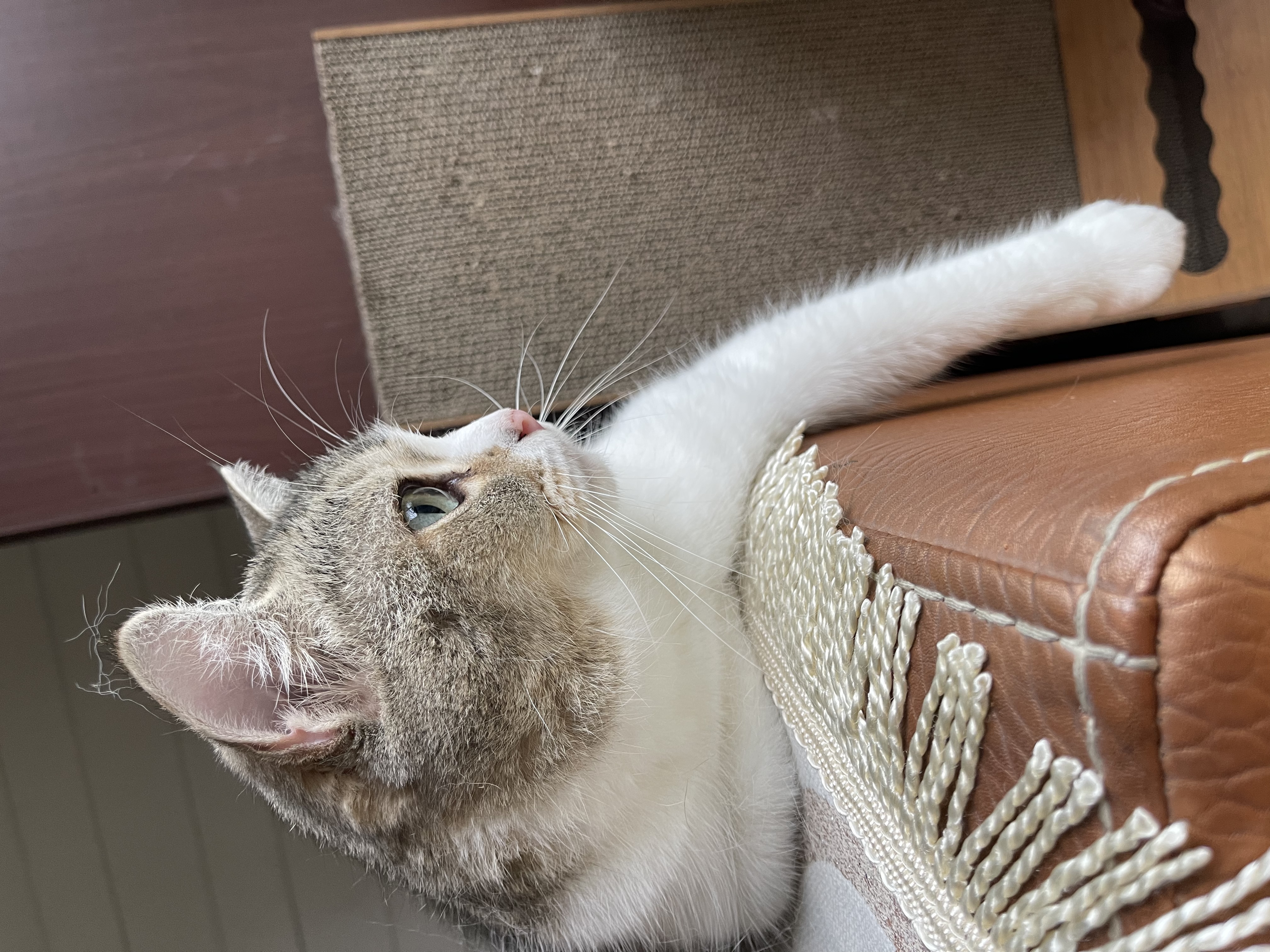 我可以10分钟内安抚客户情绪并实现客户正向引导，促成友好沟通合作，积极为客户提供解决方案！