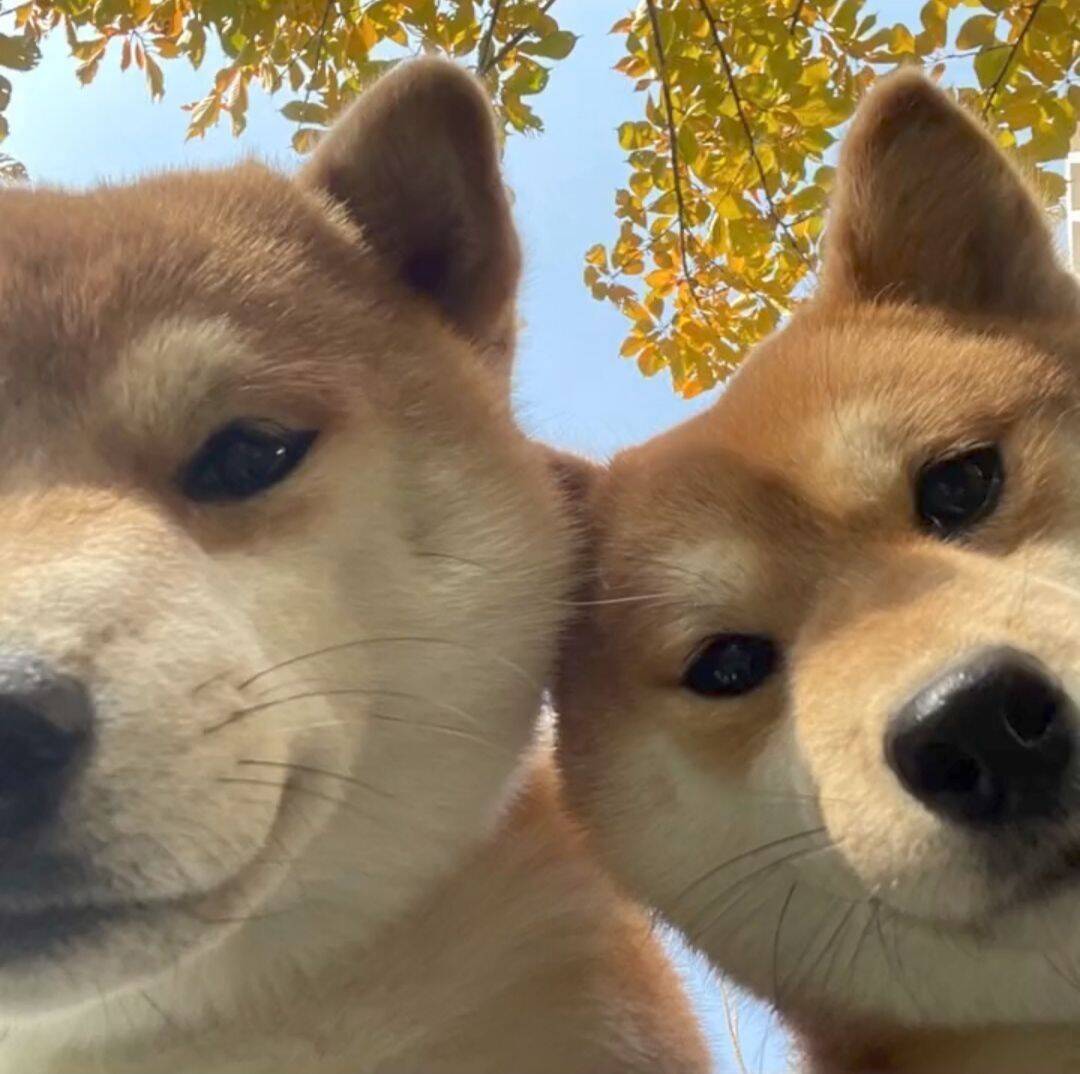 我可以java、uniapp、vue，可以独立完成一个项目前后端