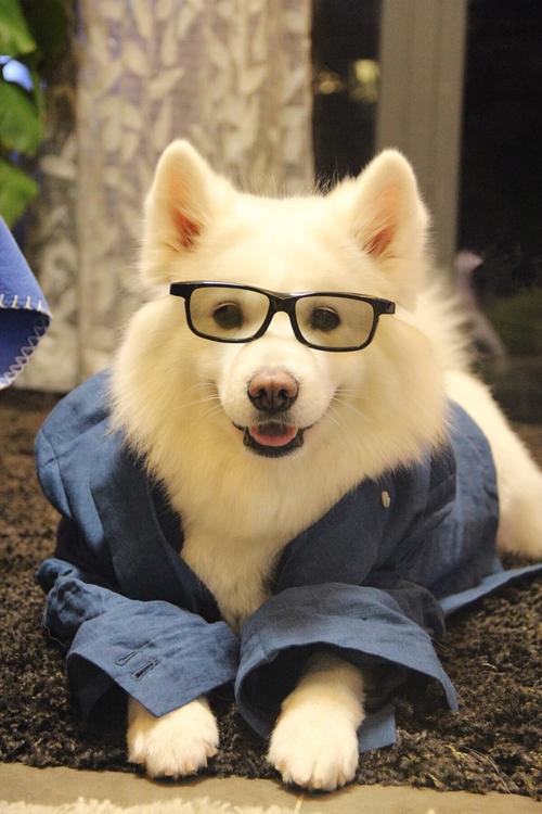 我可以上门喂养宠物（周末）1次