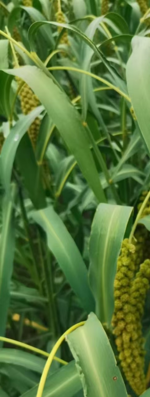 我可以起草、审核法律文书，1天内完成