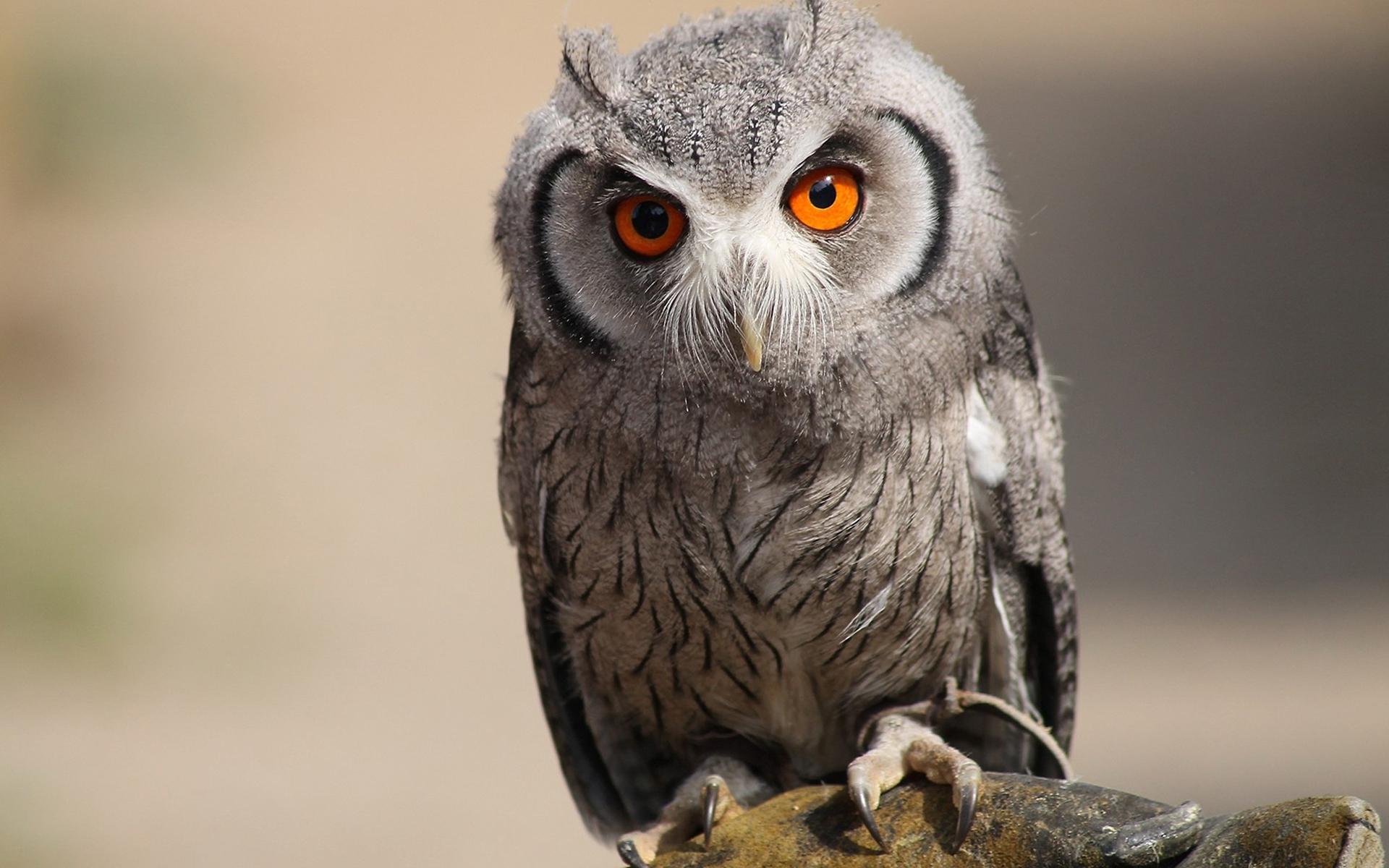 我可以在线接文案设计500字文章