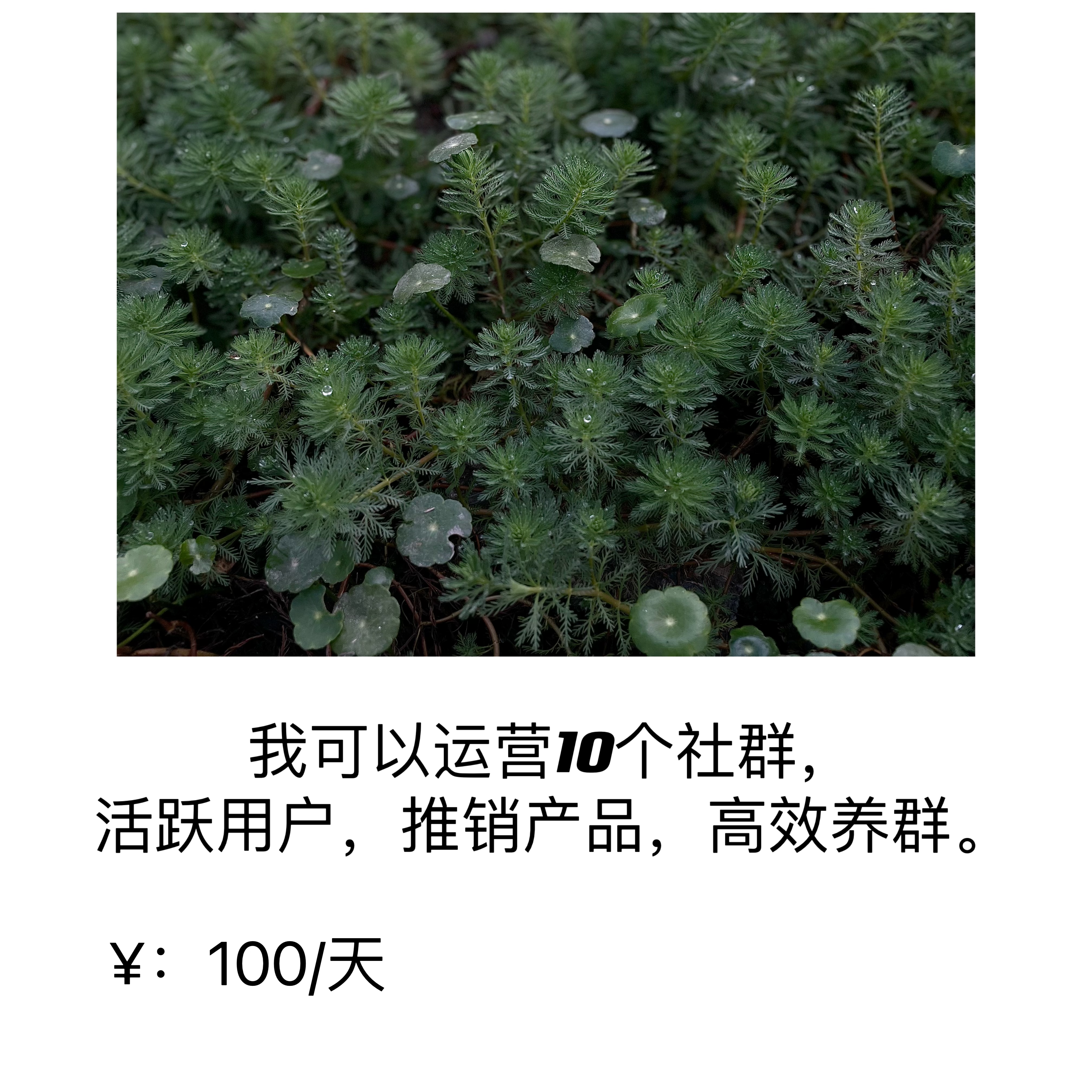 我可以20+社群运营，5000+用户营销