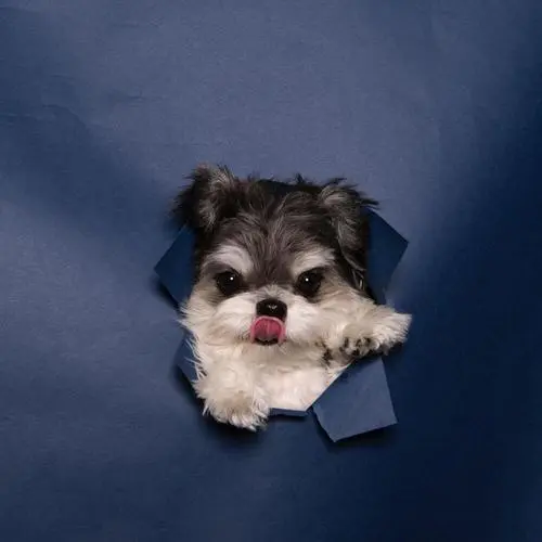 我可以翻译超过500字的英文文章