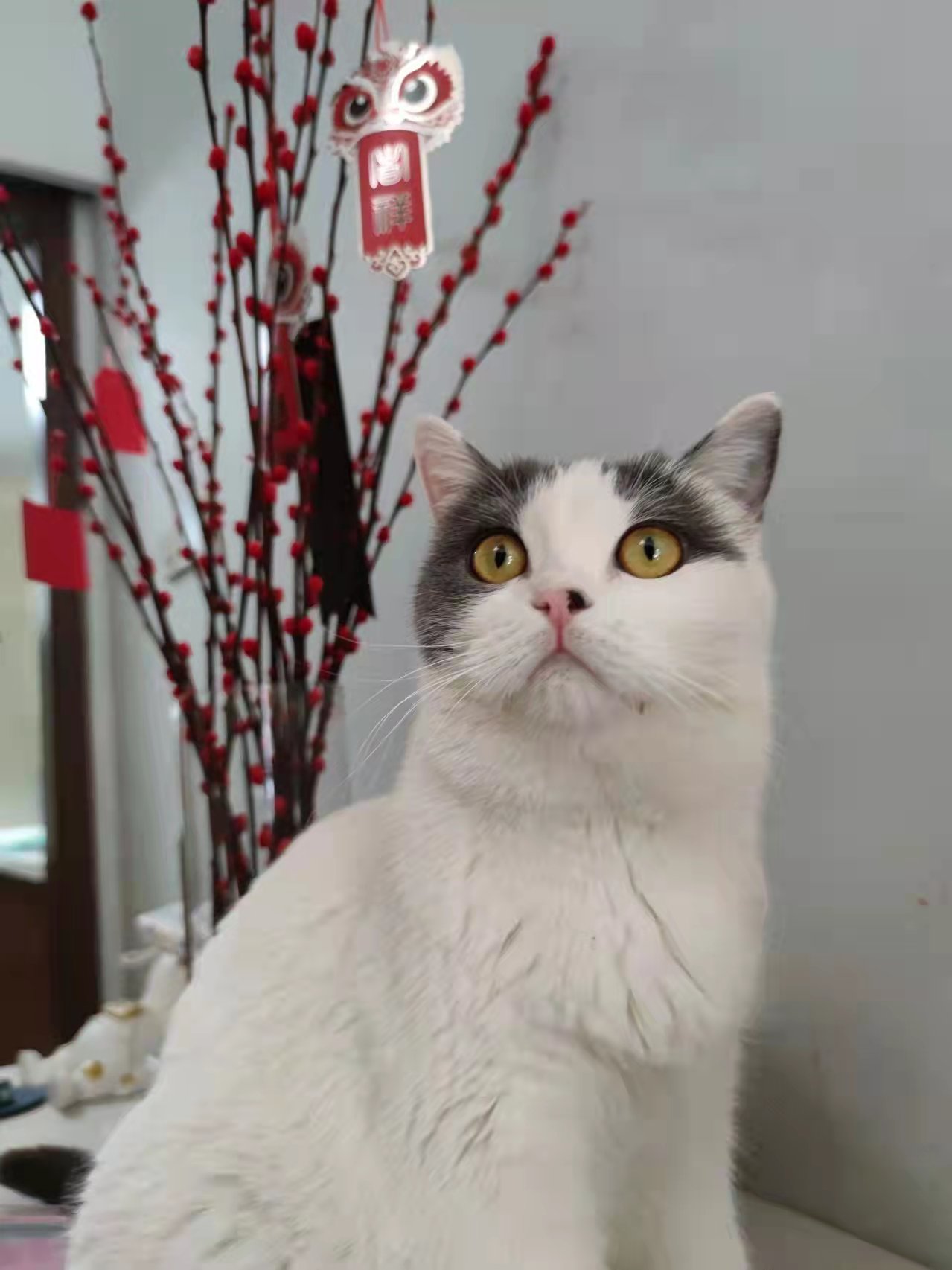 我可以根据内容编辑一段话