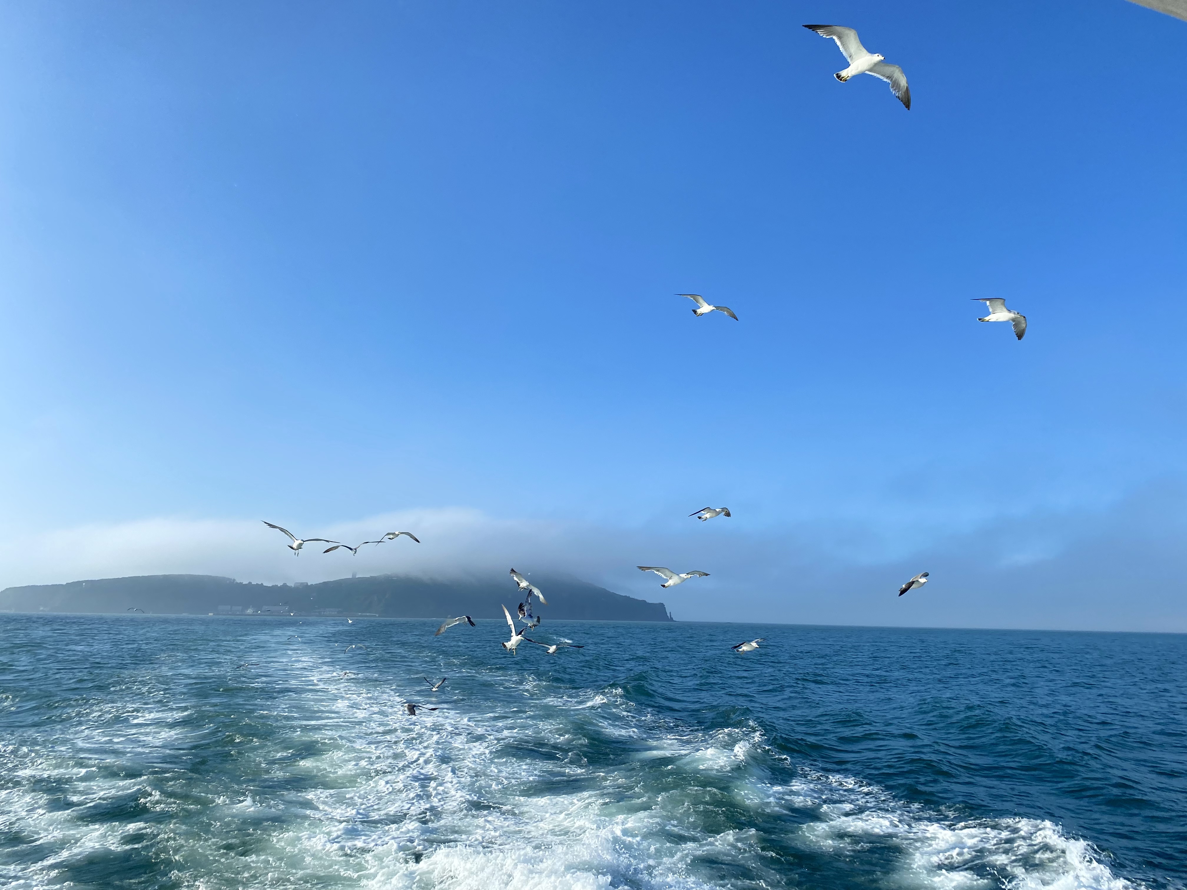 我可以一小时 帮你分析情感问题，陪你聊天，让你开心