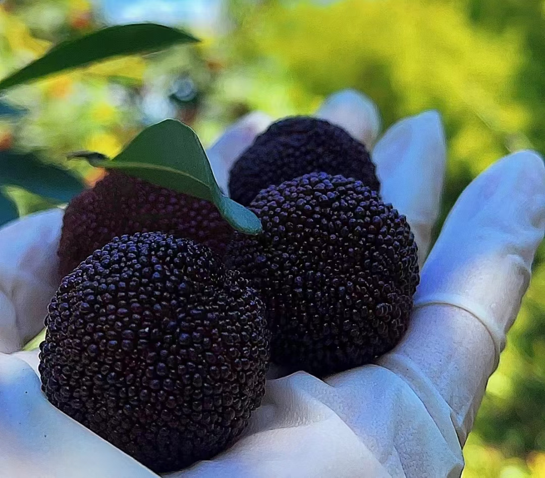 我可以1、完成一 2、我可以完成腾讯爱奇艺视频去水印、格式转码  3、我可以完成15秒视频剪辑