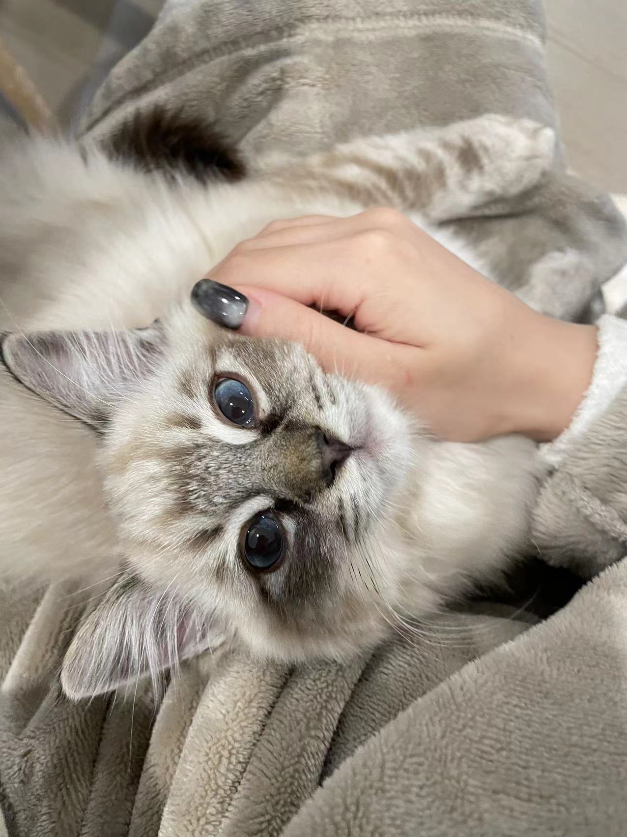 我可以1天温州市区内遛狗、上门喂猫