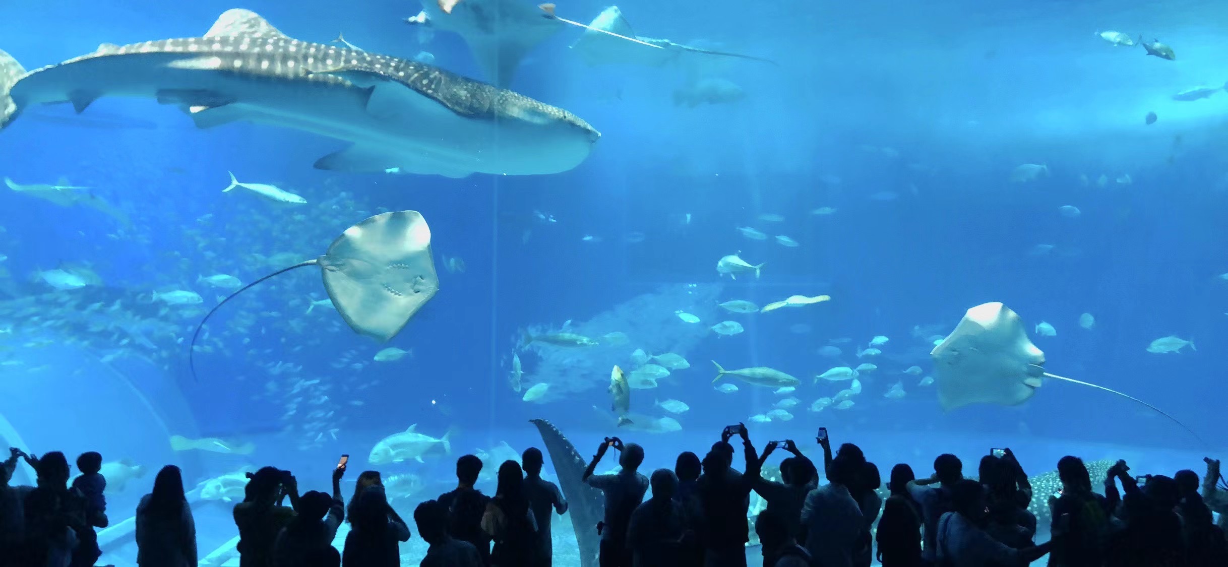 我可以陪你聊天 1时/天  做个树洞   可以搭配外出衣服 可以提醒早起 或晚安  可以睡前聆听