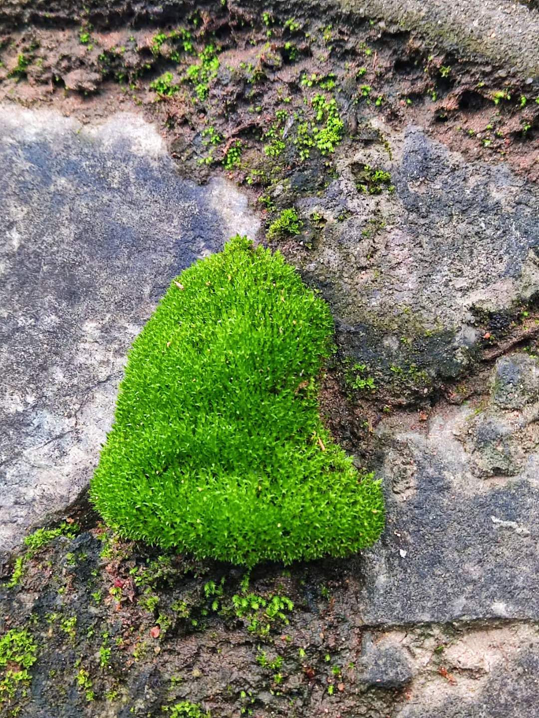 我可以做产品原型图，可以做自媒体账号，可以做ui设计，有5年多的产品原型图设计经验，管理项目经验