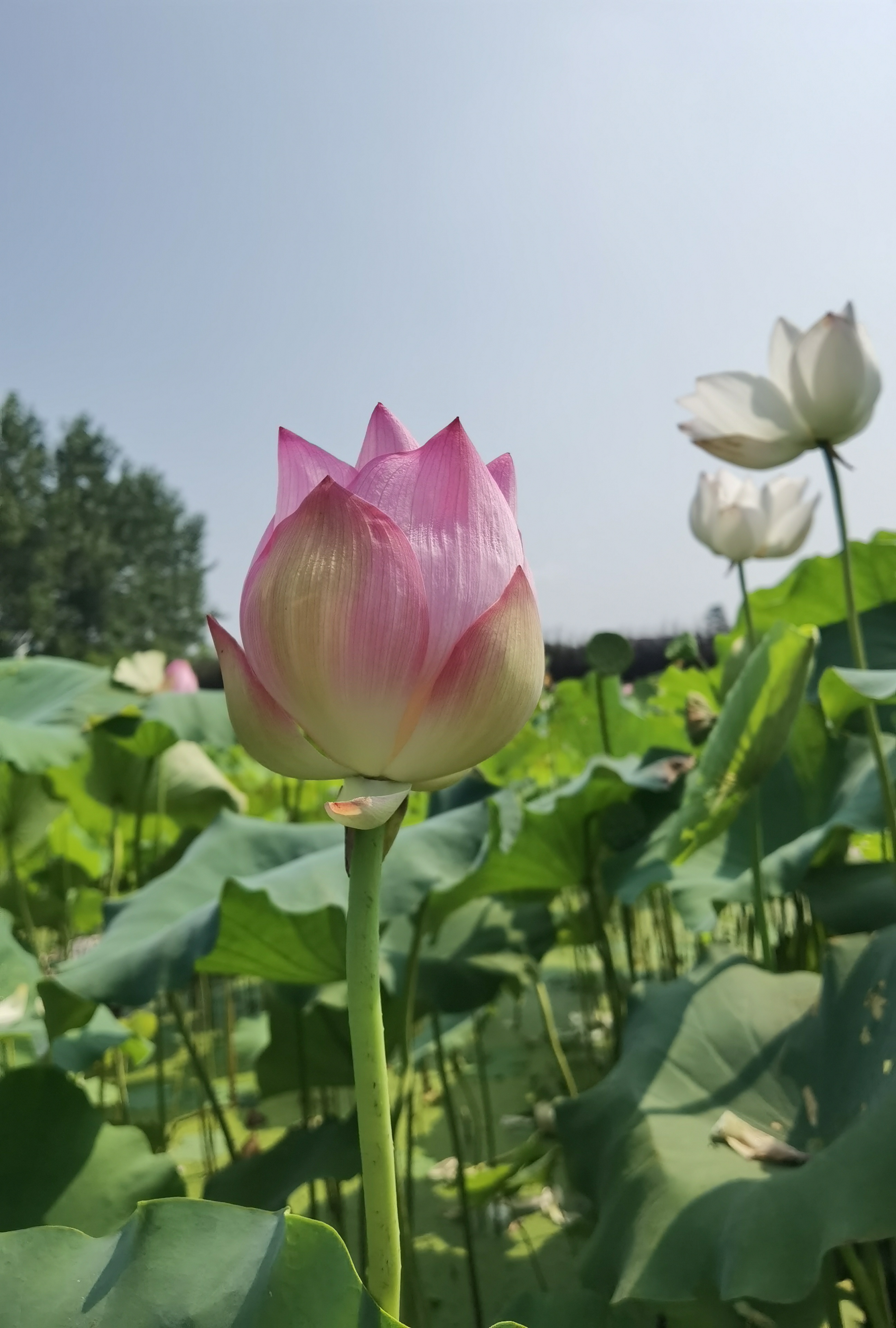 我可以远程帐务处理！！ 我可以完成一张年终总结单页海报的设计