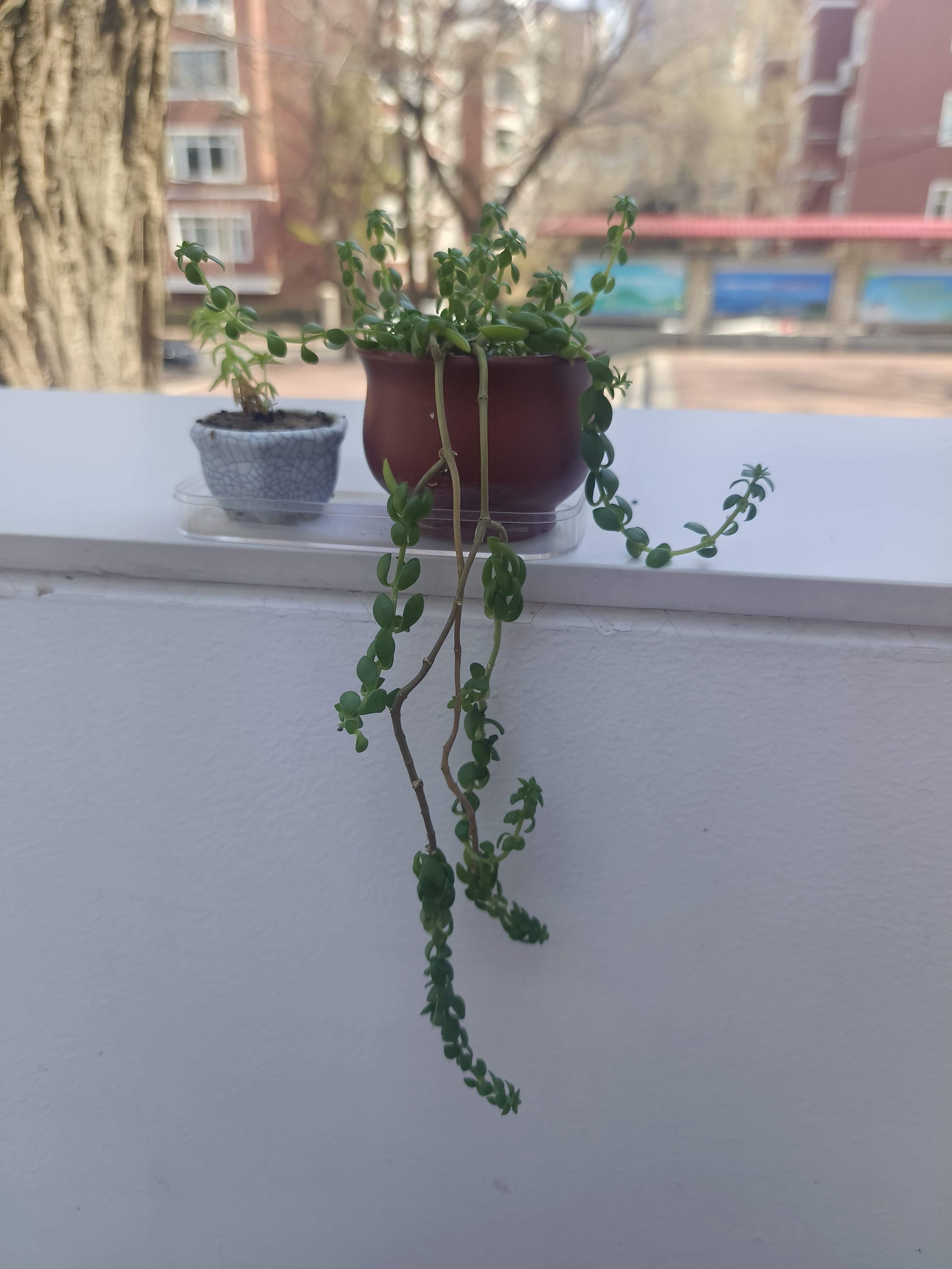 我可以辅导中小学作业每天最多3小时，帮家长解决孩子之痛