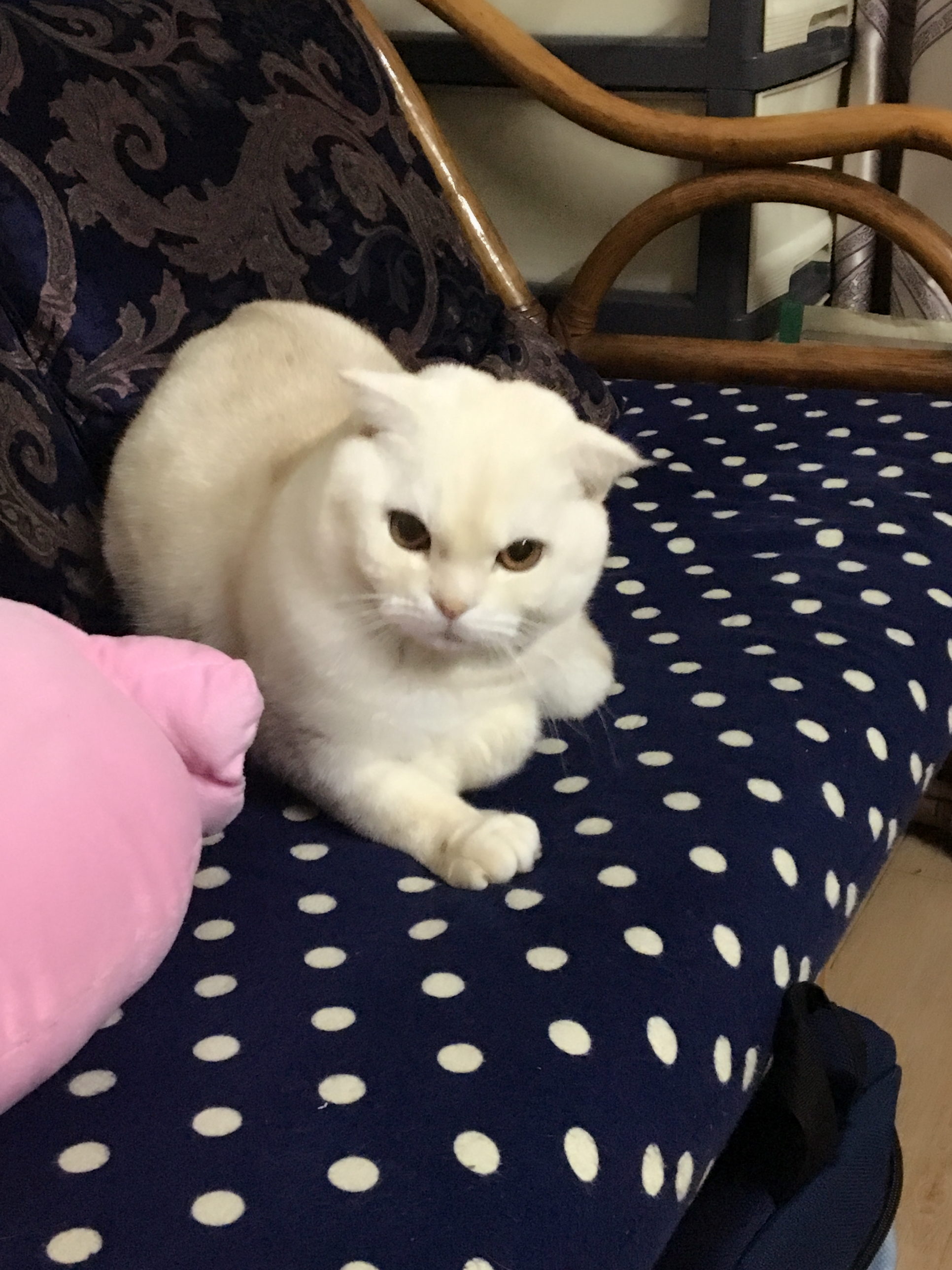 我可以包月叫早服务，一天一次