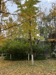 我可以完成一篇短文配音