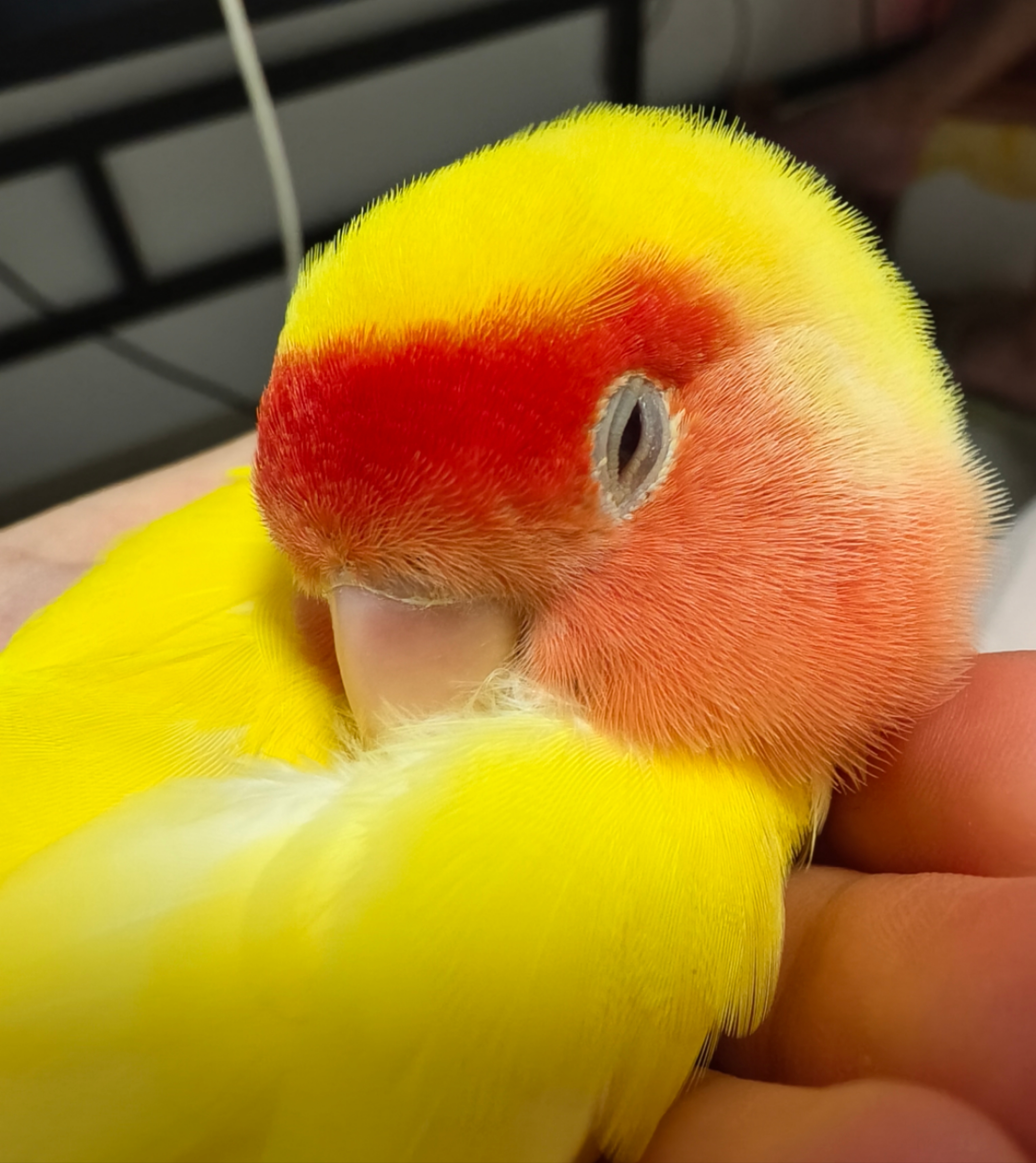 我可以广州境内上门喂鸟一次，和陪鸟互动半小时