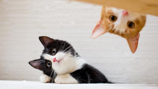 我可以远程1h心理咨询