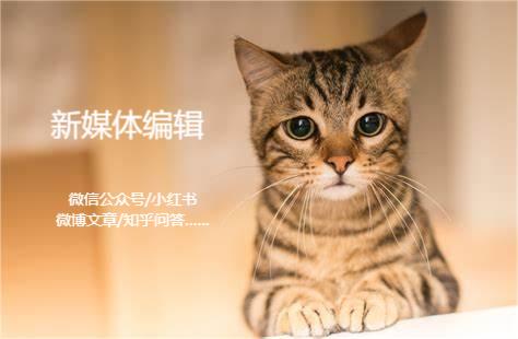 我可以撰写1000字文案，翻译1000字日语、英语，数分钟视频剪辑，设计海报和logo