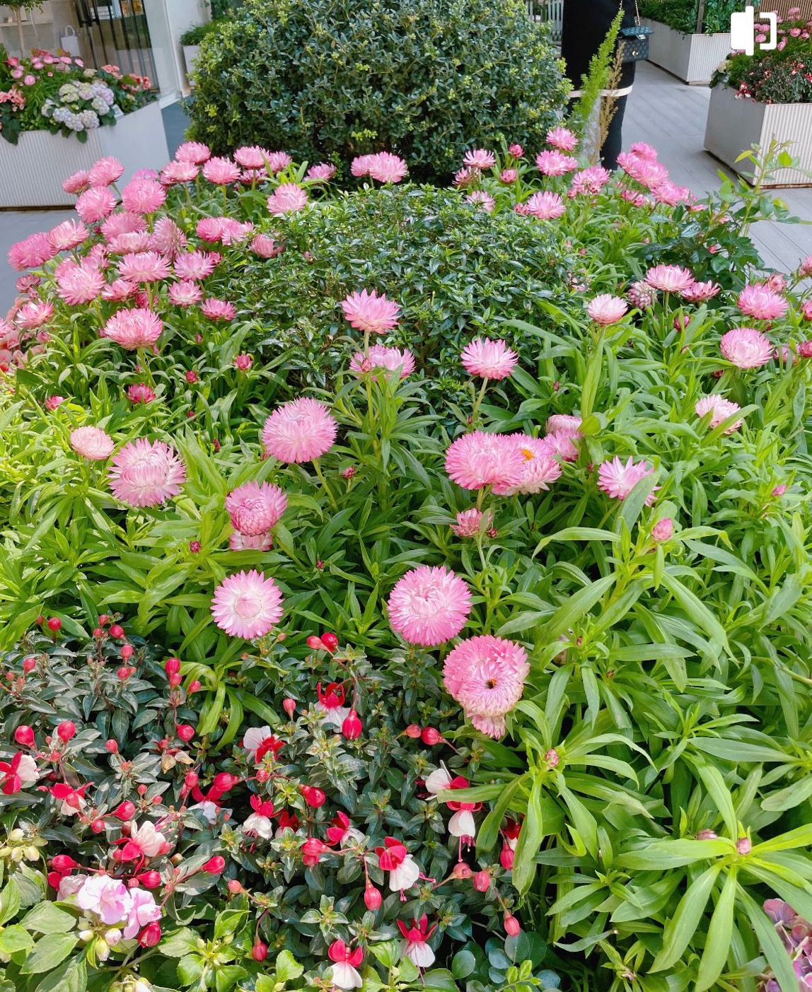 我可以1花园设计、2绿植设计、3室内绿植设计