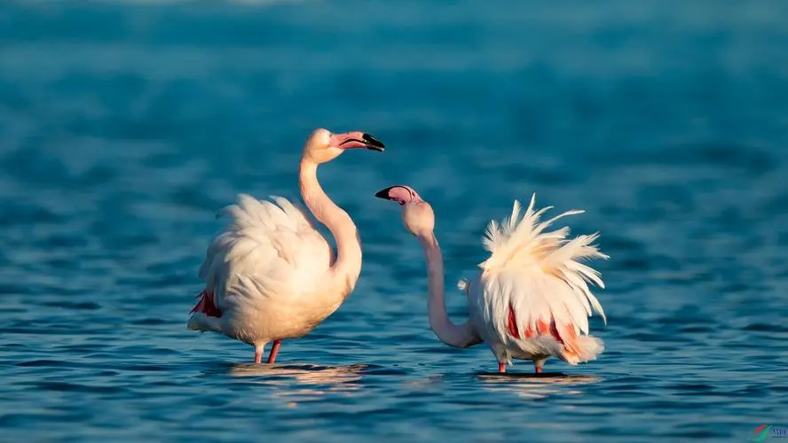 我可以写医学科普类500字文章。