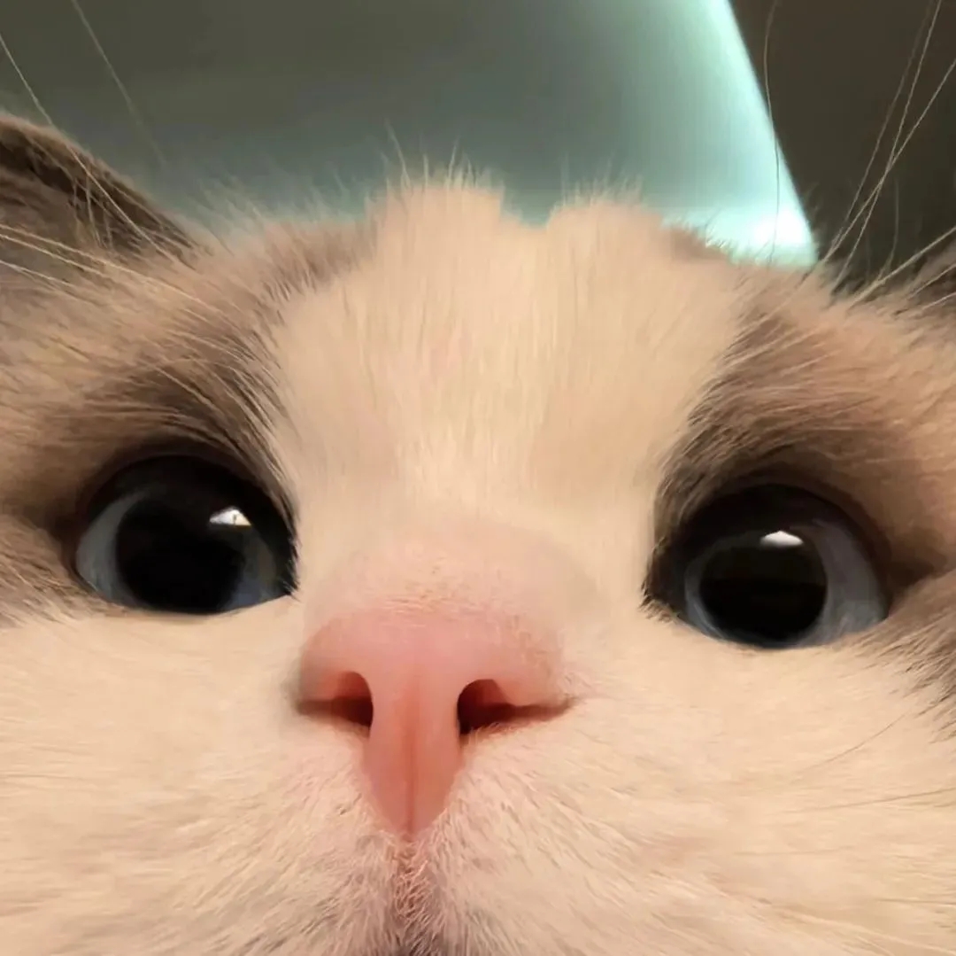 我可以王者V区陪玩会辅助2