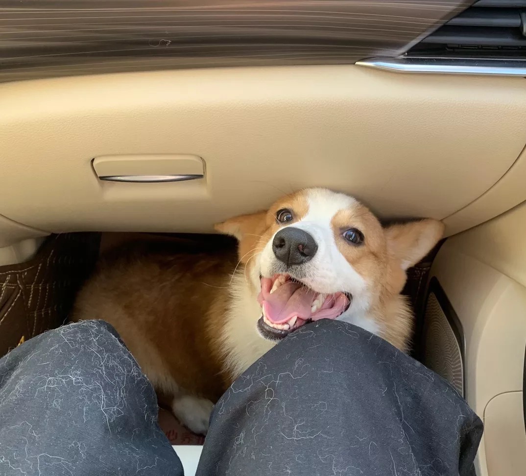 我可以做一些生活中的小事、娱乐陪伴等