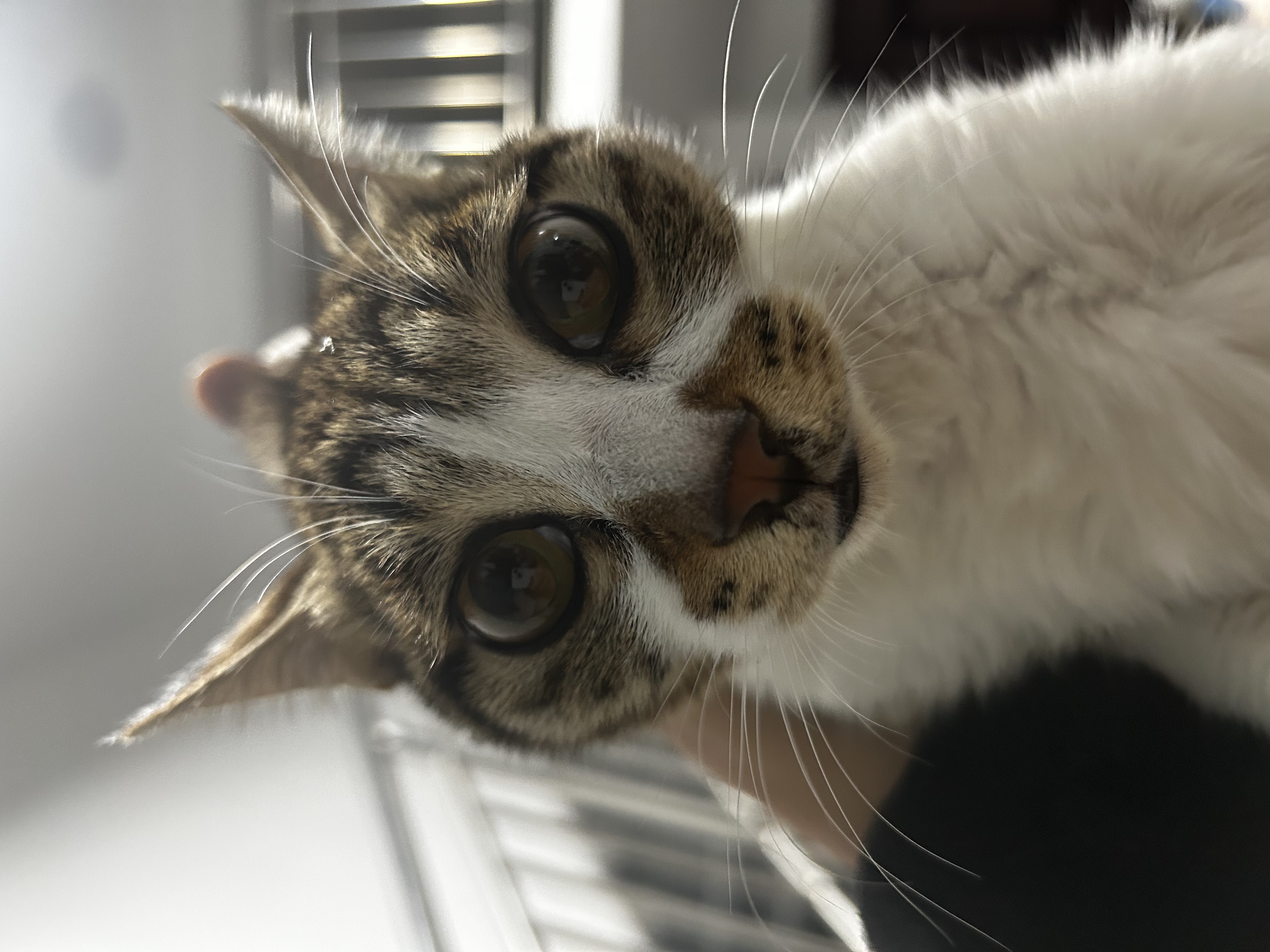 我可以1h内纪录片、有声书、短视频、教育视频配音