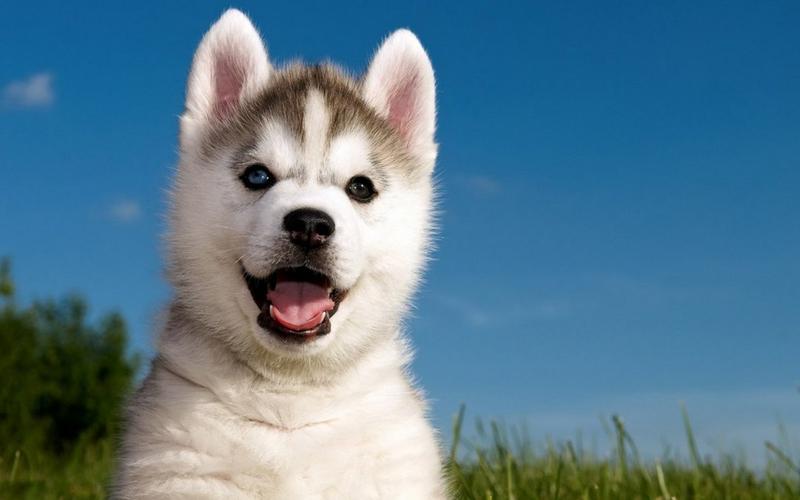 我可以开发后端，开发前端2