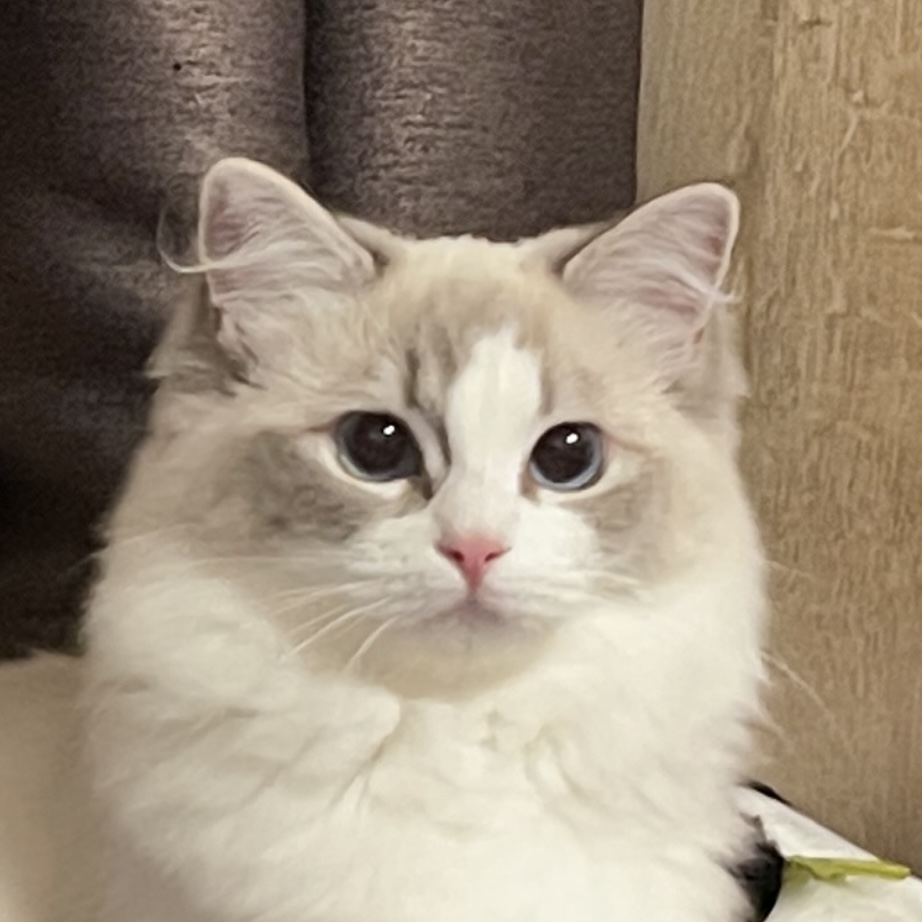 我可以一天做三个页面，flutter做移动端开发，也可以用java/kotlin开发Android，