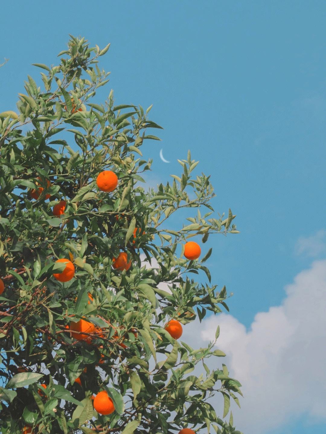 我可以制造业企业代理记账，能够提供会计主管著名网校视频37章