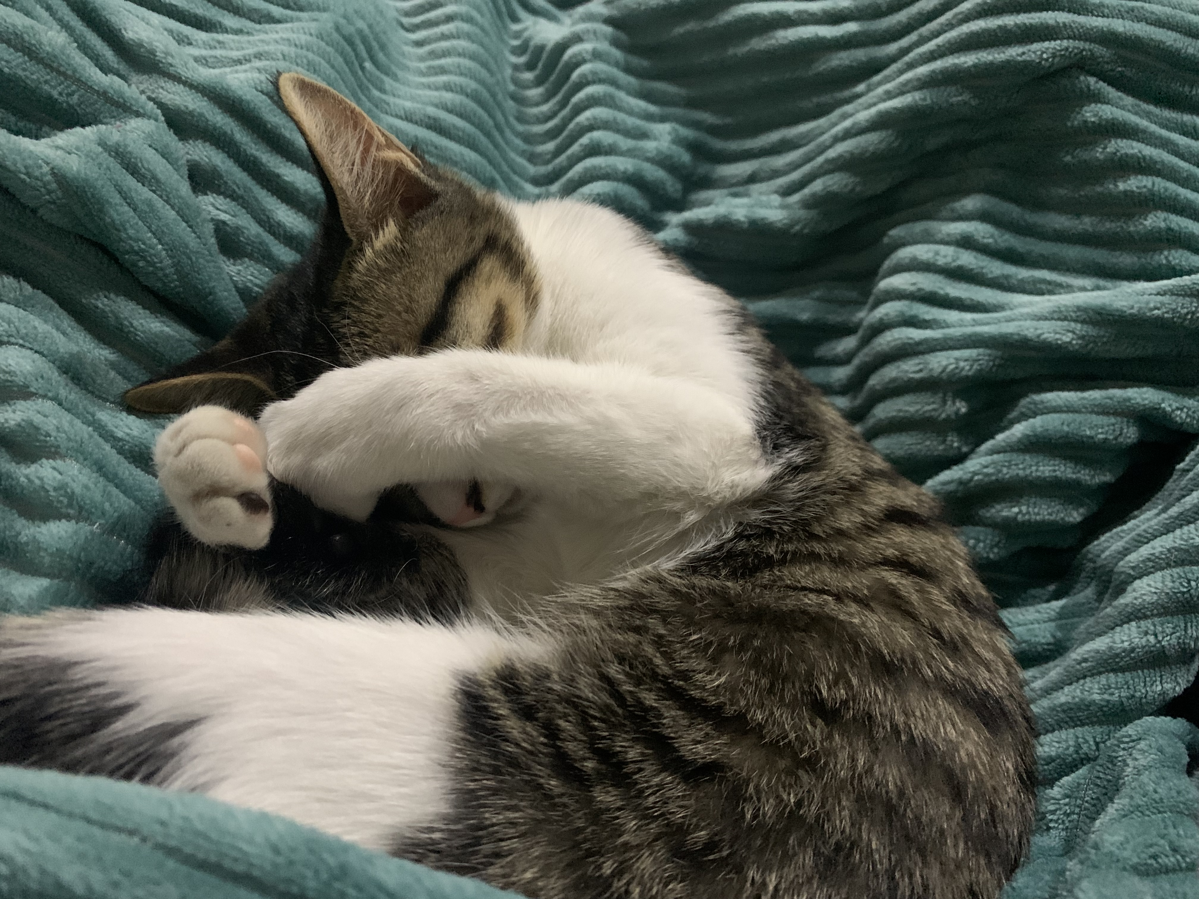 我可以为你做的一件小事