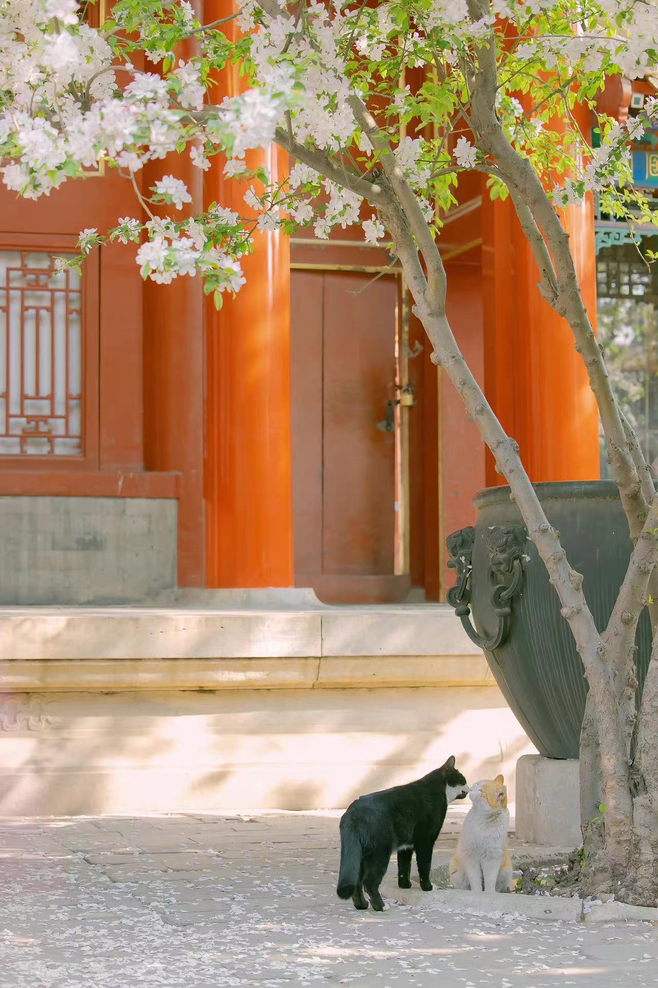 我可以做今日头条和抖音平台，以表单引流或者电商站外引流为主，搭建15条计划