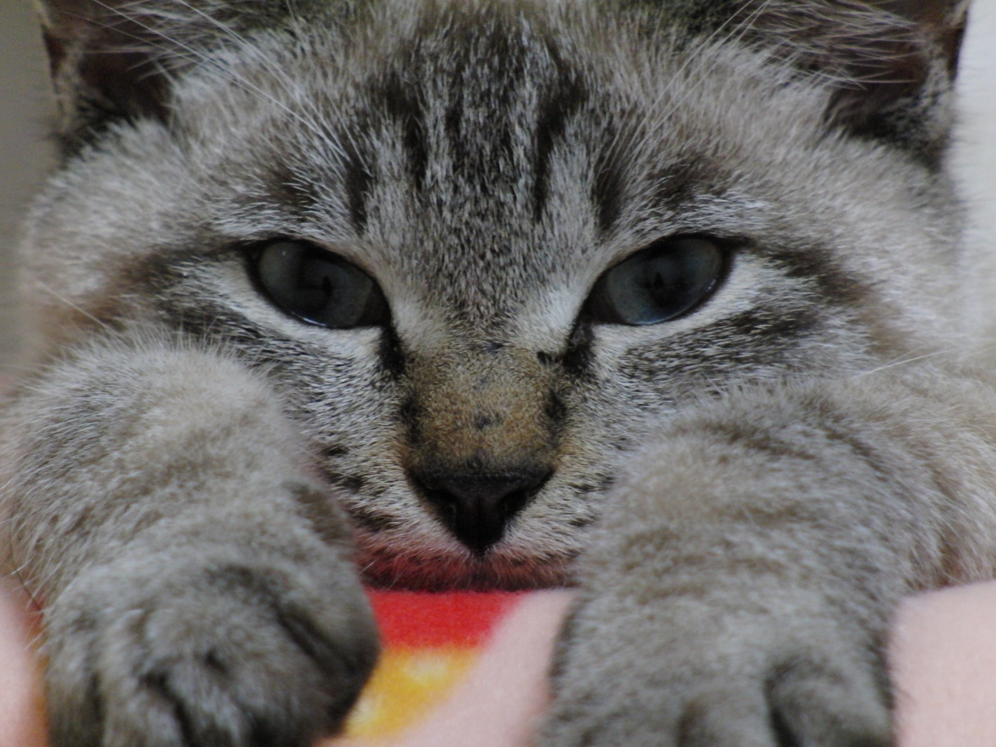 我可以平衡各方需求，100%达成项目目标