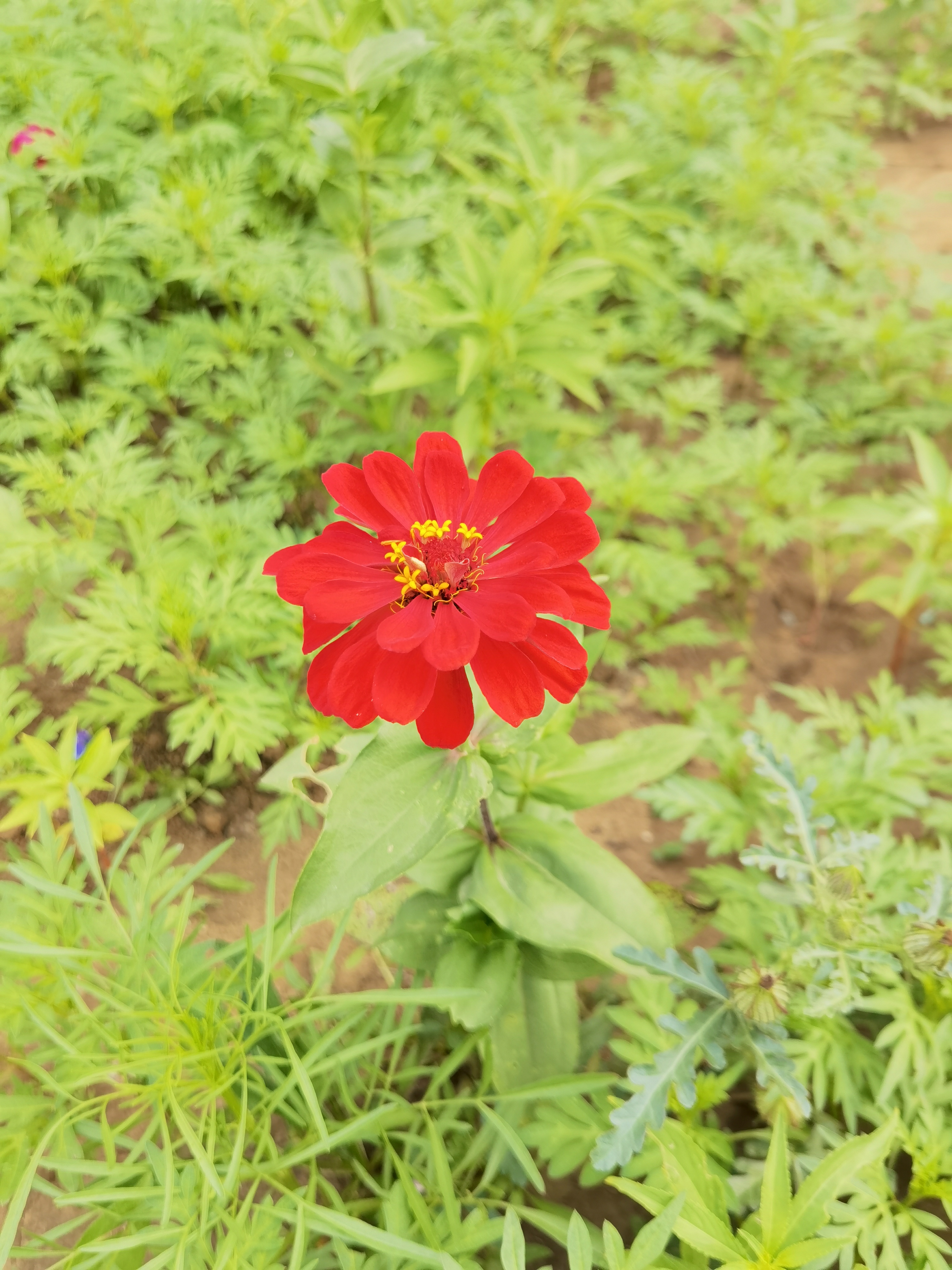 我可以耐心细致的做好客服工作，有3年商业工作经验，曾经做超市主管