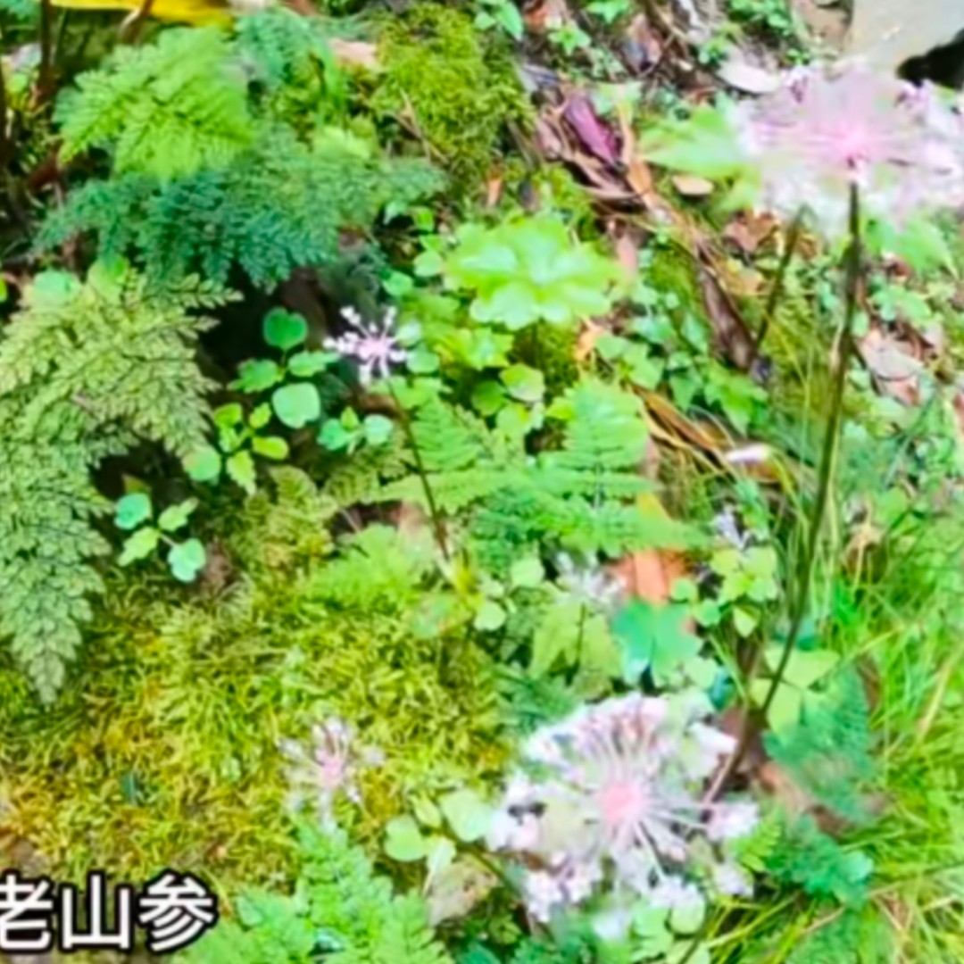 我可以王者，和平精英等等1分数据