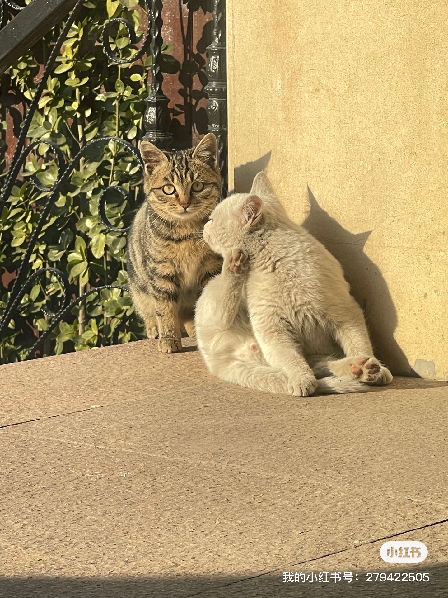 我可以翻译日语或中文500字