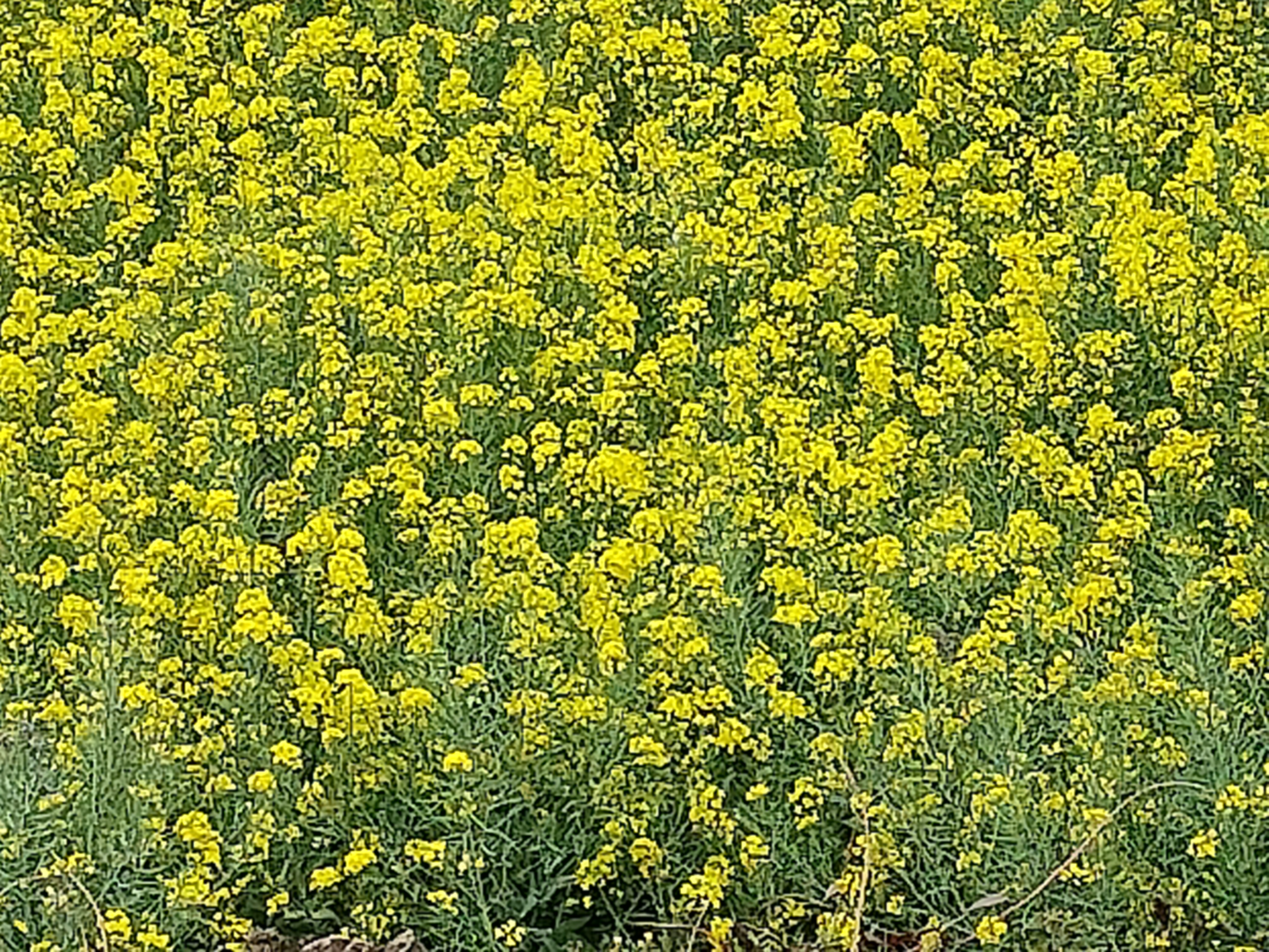 我可以完成雇主交给我的任务 我可以配音400字