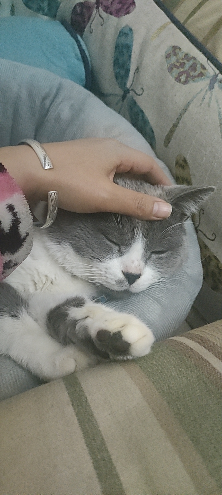 我可以完成100次宠物喂养