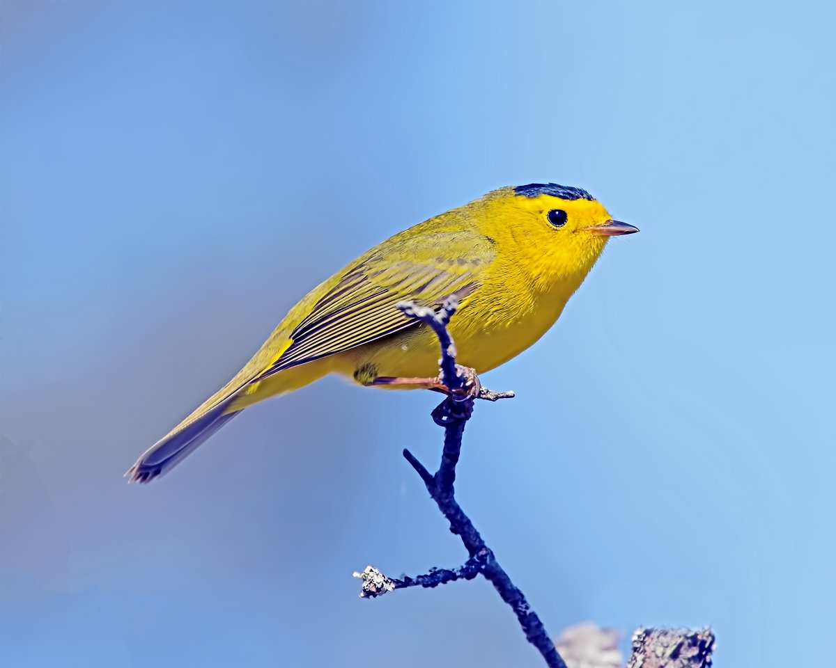 我可以独立开发androidApp+前后端网站（H5/VUE）+接口端（Java）