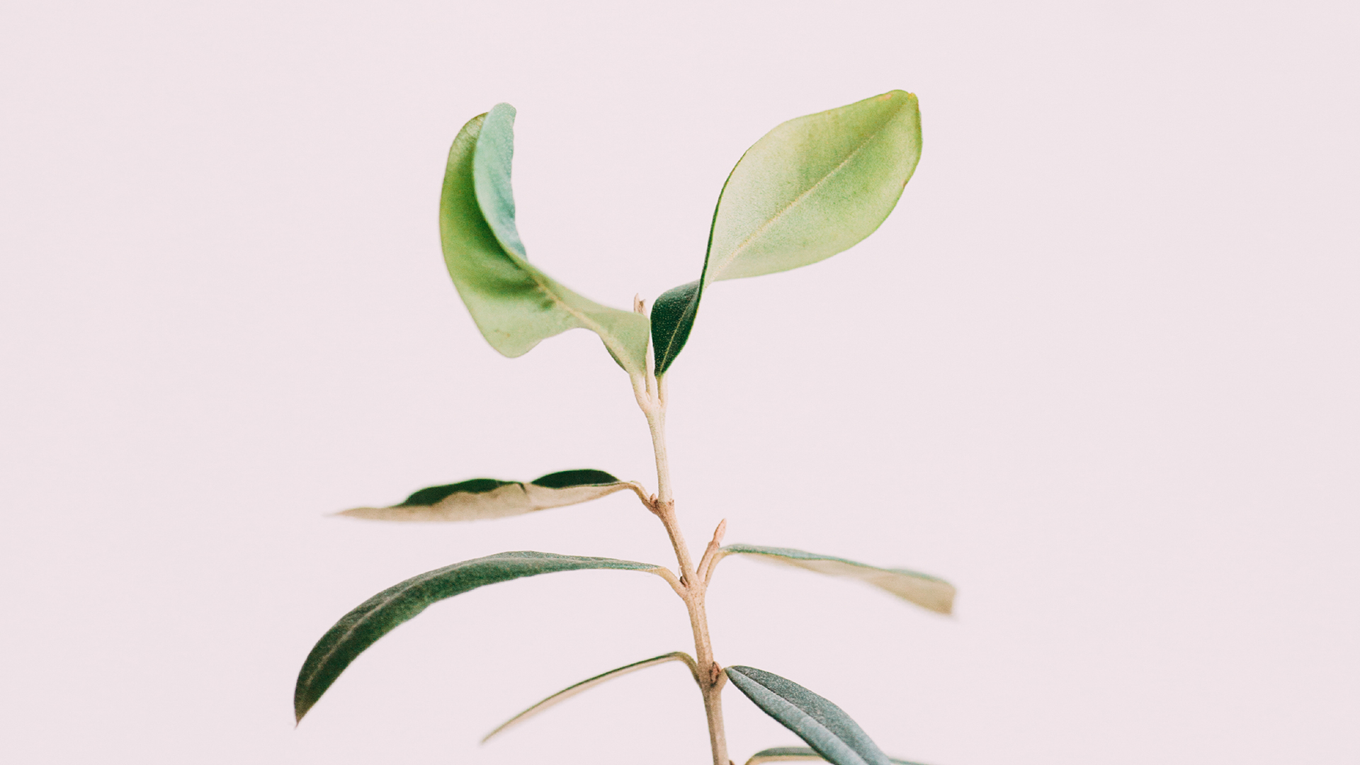 我可以帮助企业设计薪酬体系方案，根据实际情况一周内完成