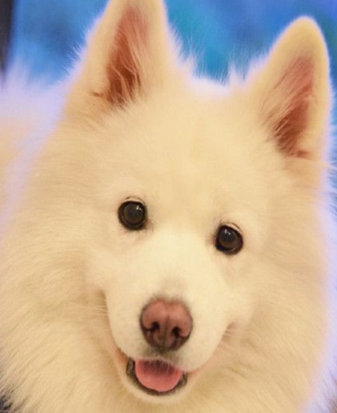 我可以1小时代遛狗喂猫及宠物