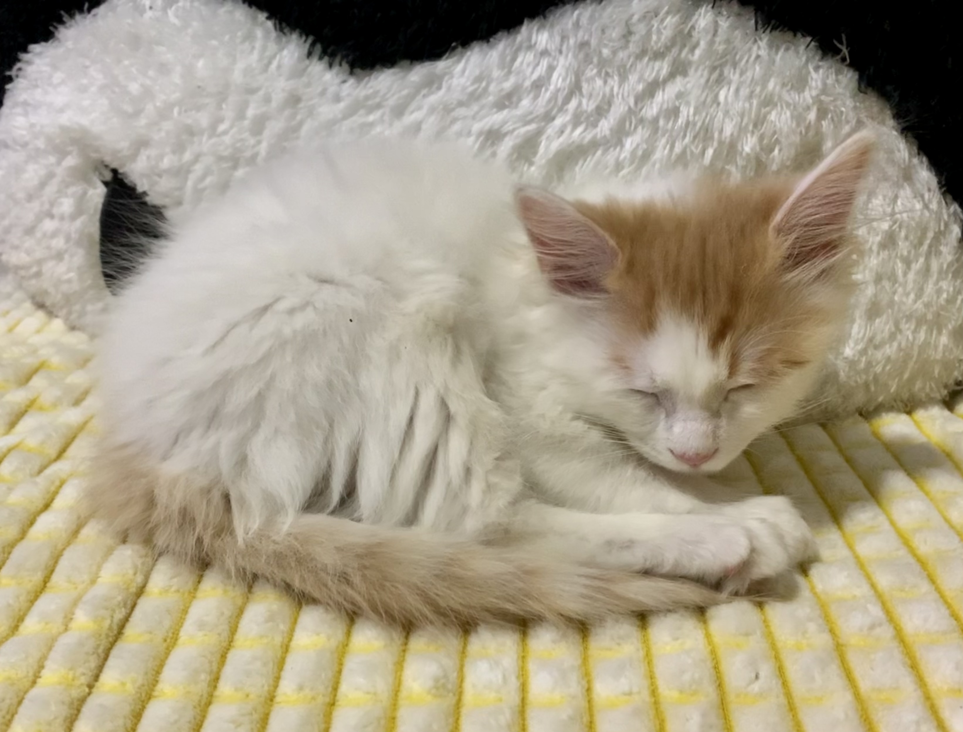 我可以上门遛狗、猫猫铲屎1次