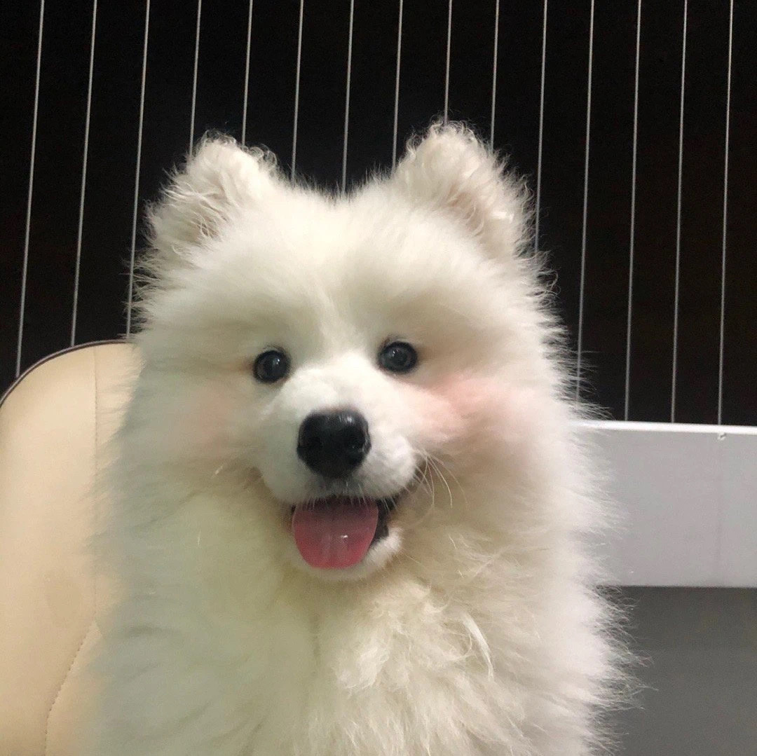 我可以完成ppt制作  •完成500字的文案的编写   • 我可以对产品进行功能测试，两天内完成