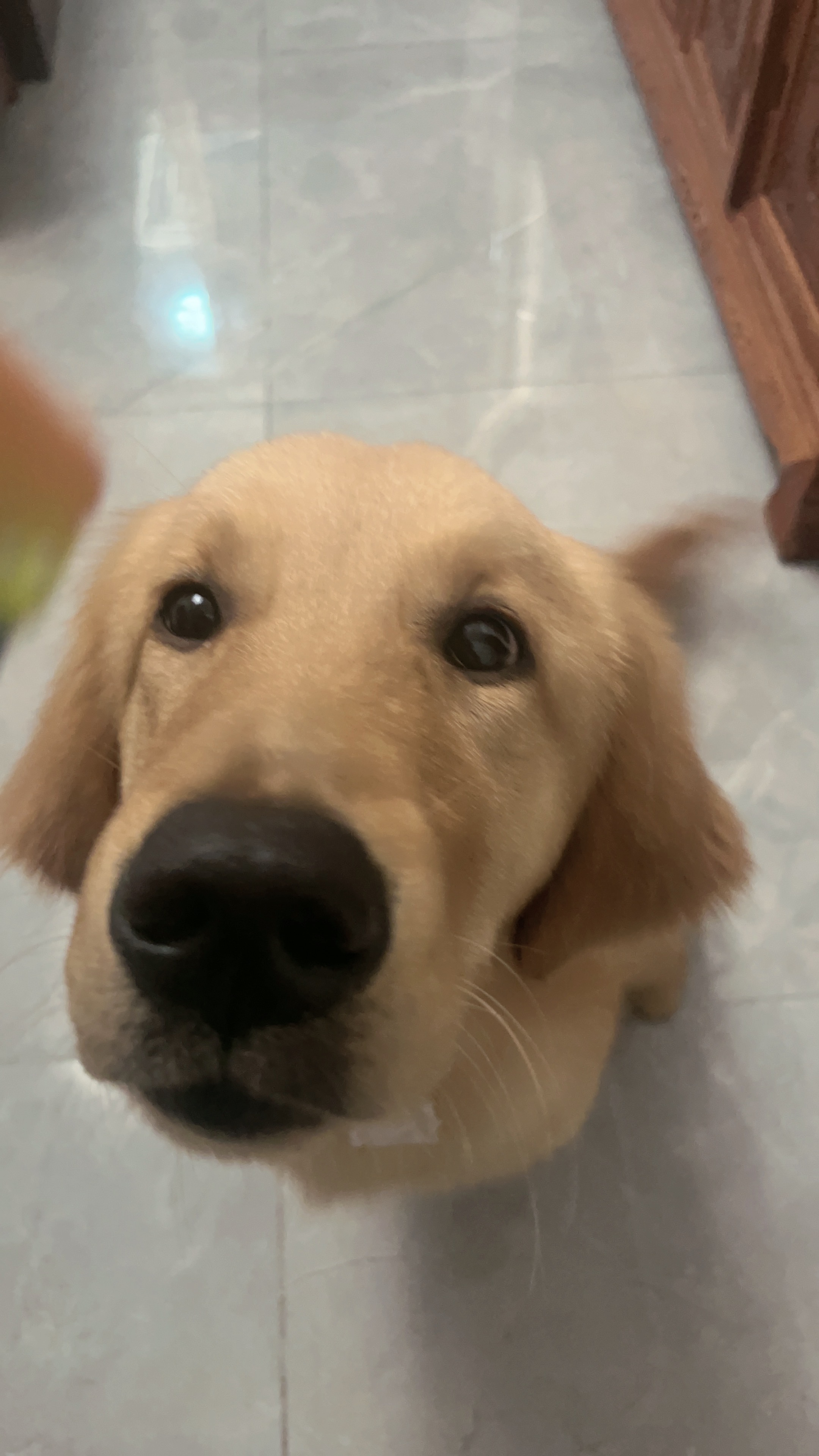 我可以在家也能24h隔空吵醒你哟