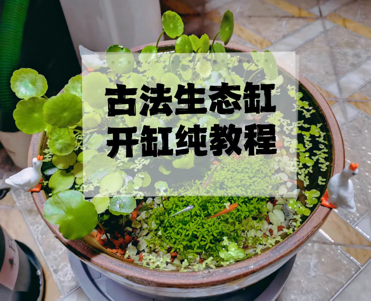 我可以提供一份古法生态鱼缸的开缸教程